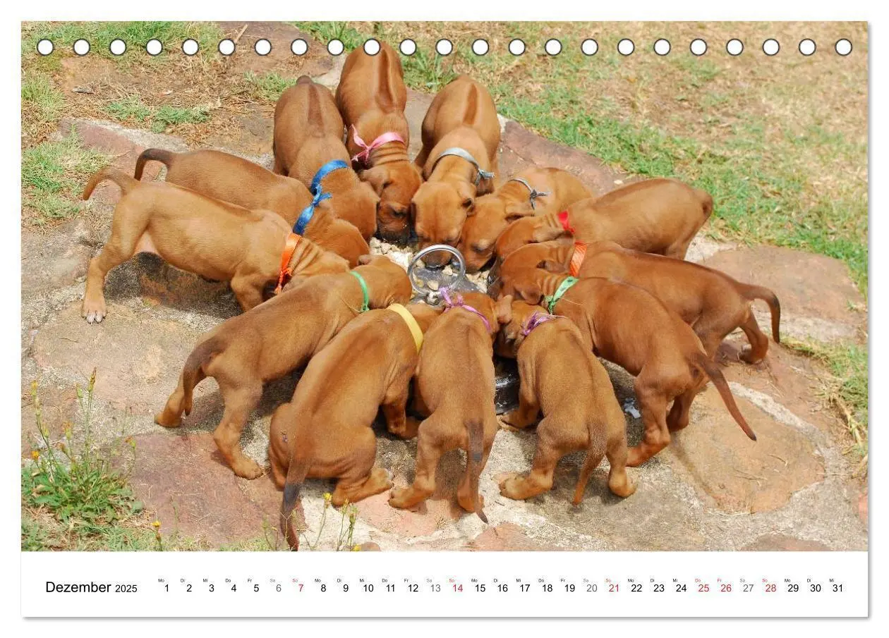 Bild: 9783435621583 | Rhodesian Ridgeback Welpen (Tischkalender 2025 DIN A5 quer),...