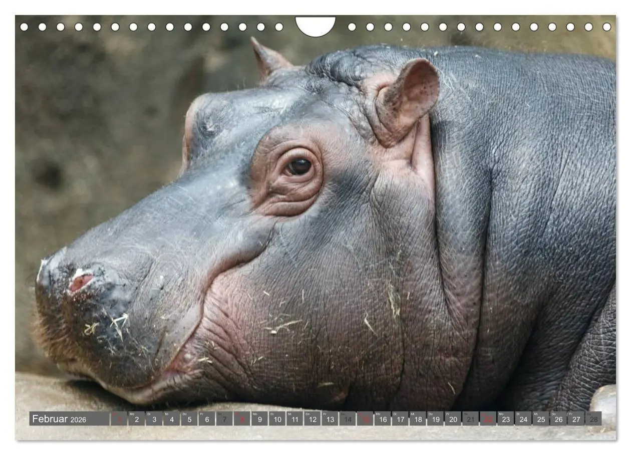 Bild: 9783516111583 | Nashörner &amp; Flusspferde (Wandkalender 2026 DIN A4 quer), CALVENDO...