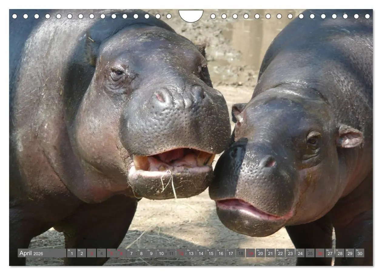 Bild: 9783516111583 | Nashörner &amp; Flusspferde (Wandkalender 2026 DIN A4 quer), CALVENDO...