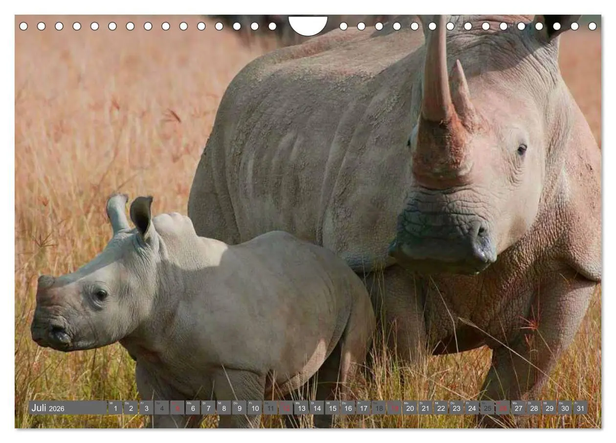 Bild: 9783516111583 | Nashörner &amp; Flusspferde (Wandkalender 2026 DIN A4 quer), CALVENDO...