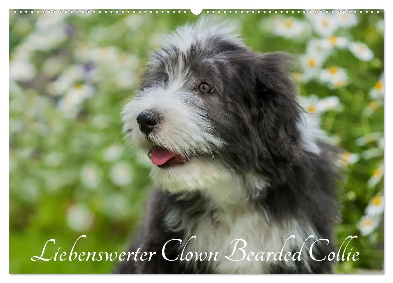 Cover: 9783516031683 | Liebenswerter Clown Bearded Collie (Wandkalender 2026 DIN A2 quer),...