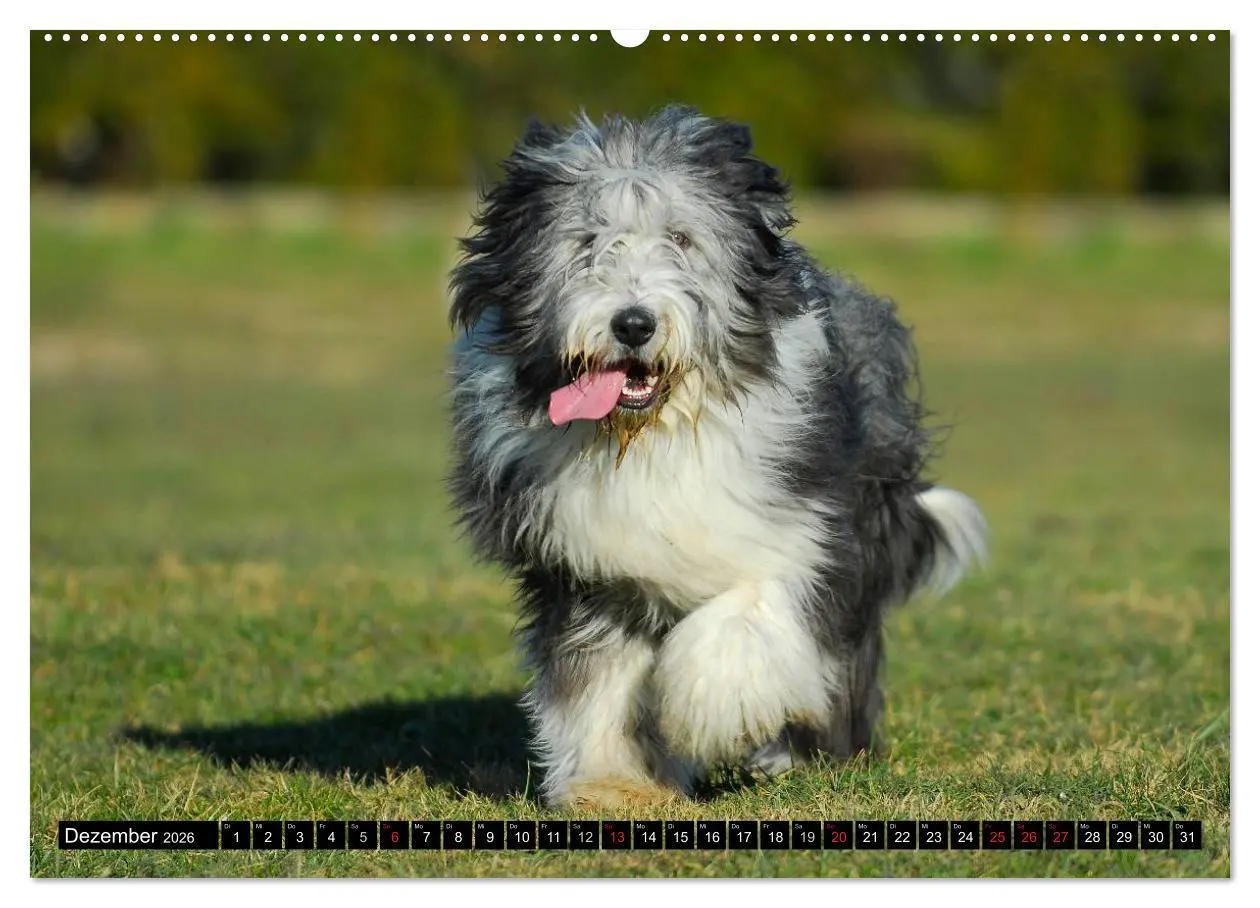 Bild: 9783516031683 | Liebenswerter Clown Bearded Collie (Wandkalender 2026 DIN A2 quer),...