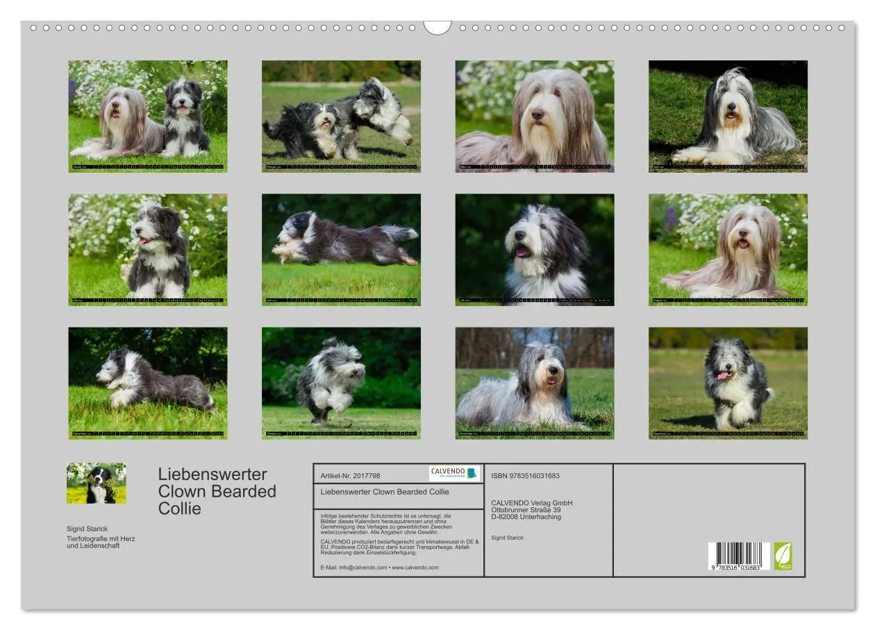 Bild: 9783516031683 | Liebenswerter Clown Bearded Collie (Wandkalender 2026 DIN A2 quer),...