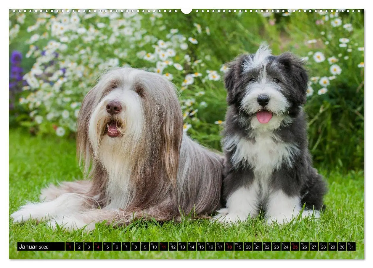 Bild: 9783516031683 | Liebenswerter Clown Bearded Collie (Wandkalender 2026 DIN A2 quer),...