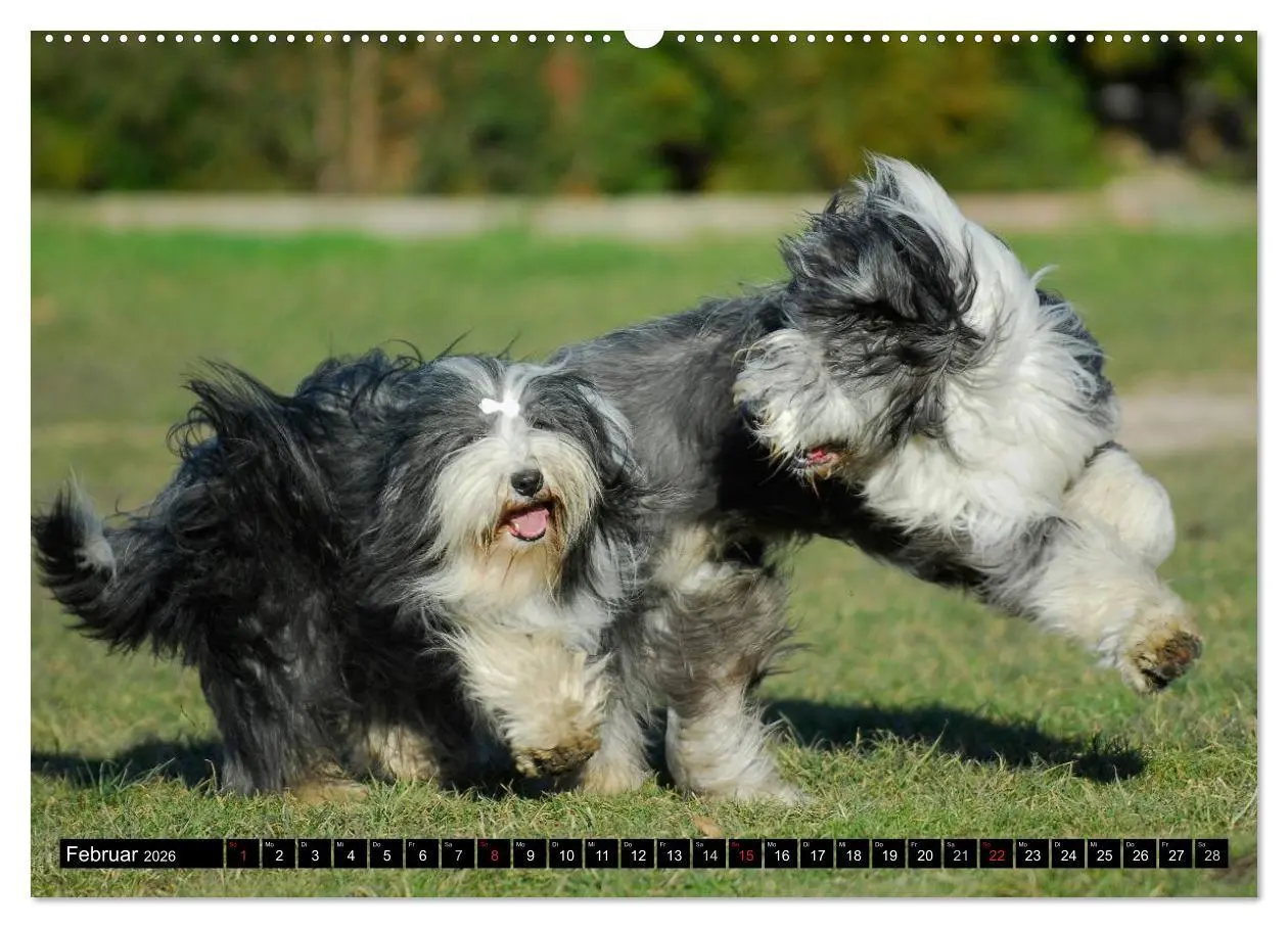 Bild: 9783516031683 | Liebenswerter Clown Bearded Collie (Wandkalender 2026 DIN A2 quer),...