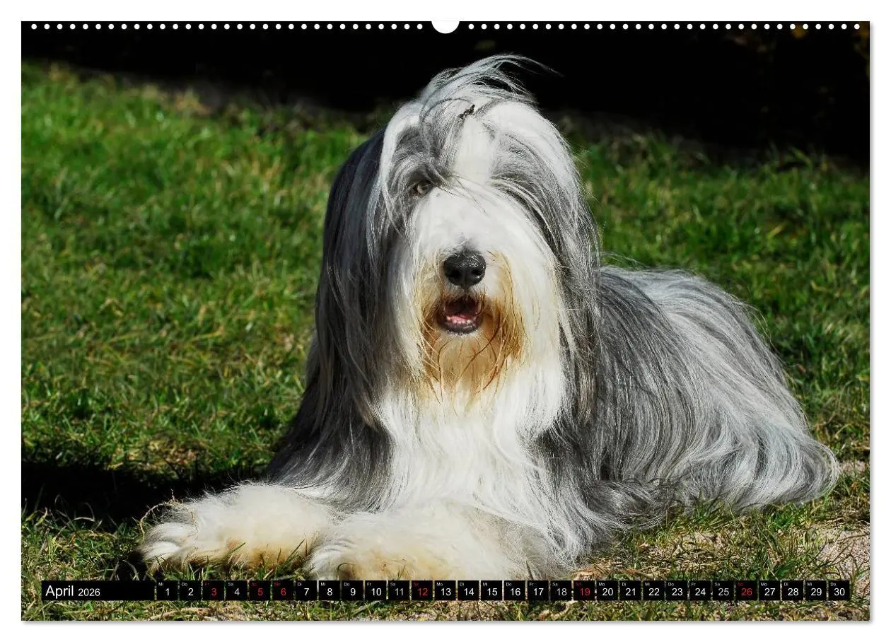 Bild: 9783516031683 | Liebenswerter Clown Bearded Collie (Wandkalender 2026 DIN A2 quer),...