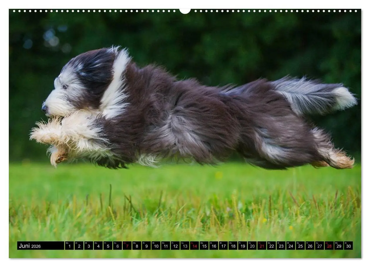 Bild: 9783516031683 | Liebenswerter Clown Bearded Collie (Wandkalender 2026 DIN A2 quer),...