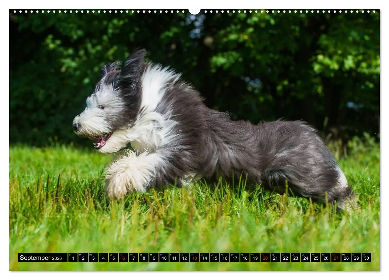 Bild: 9783516031683 | Liebenswerter Clown Bearded Collie (Wandkalender 2026 DIN A2 quer),...