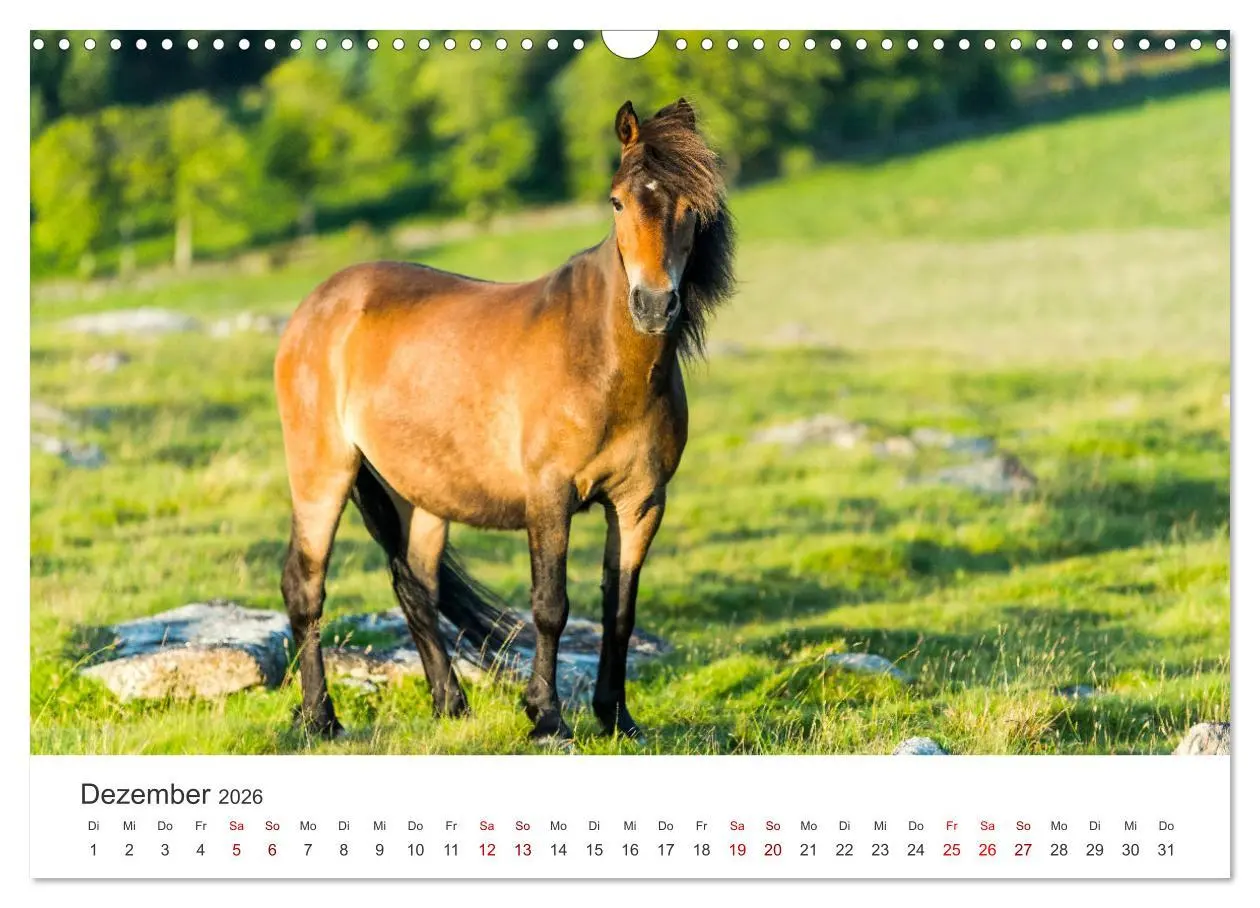 Bild: 9783457551783 | Freiheitsliebende Wildpferde (Wandkalender 2026 DIN A3 quer),...