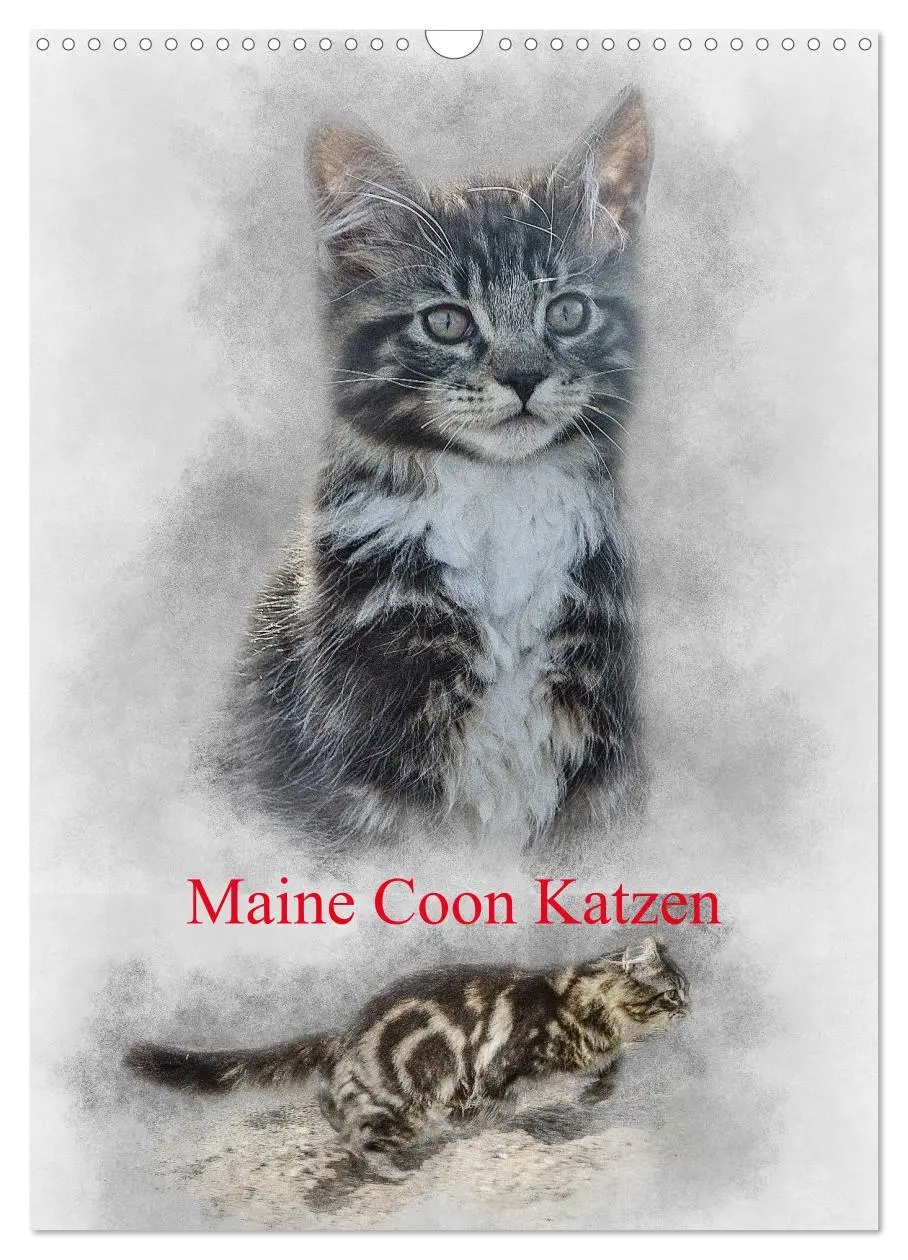 Cover: 9783516401783 | Maine Coon Katzen (Wandkalender 2026 DIN A3 hoch), CALVENDO...