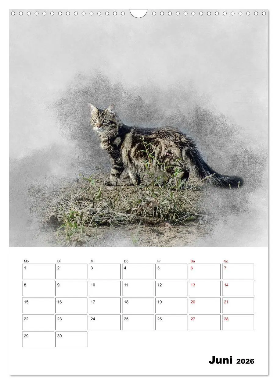 Bild: 9783516401783 | Maine Coon Katzen (Wandkalender 2026 DIN A3 hoch), CALVENDO...