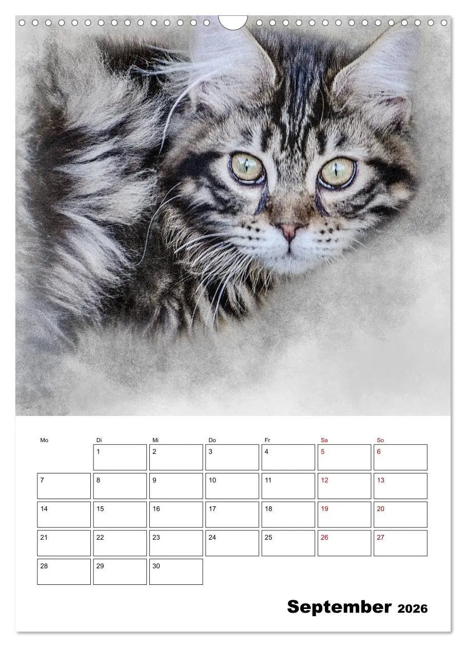 Bild: 9783516401783 | Maine Coon Katzen (Wandkalender 2026 DIN A3 hoch), CALVENDO...
