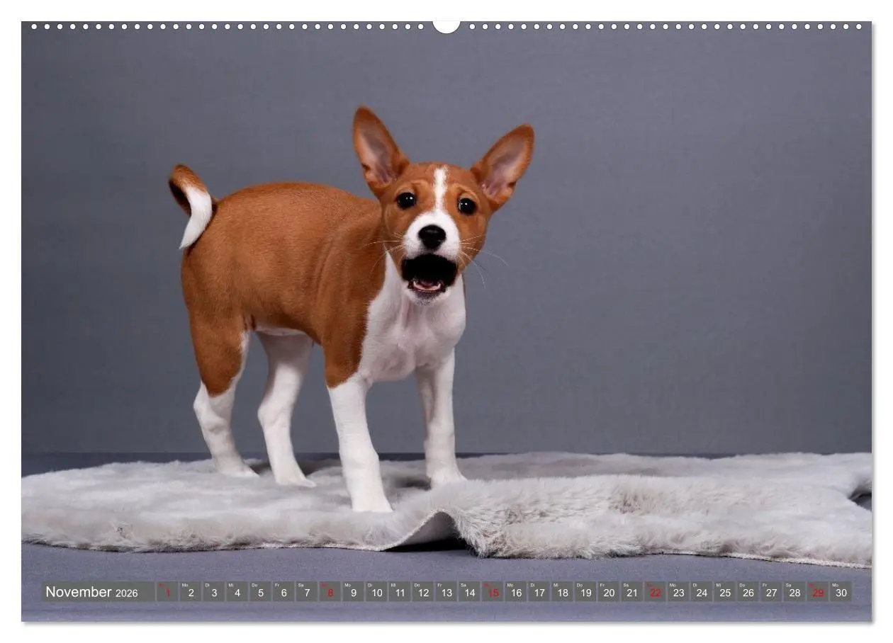 Bild: 9783516711783 | Eine Reise in die Welt der Basenjis (Wandkalender 2026 DIN A2...