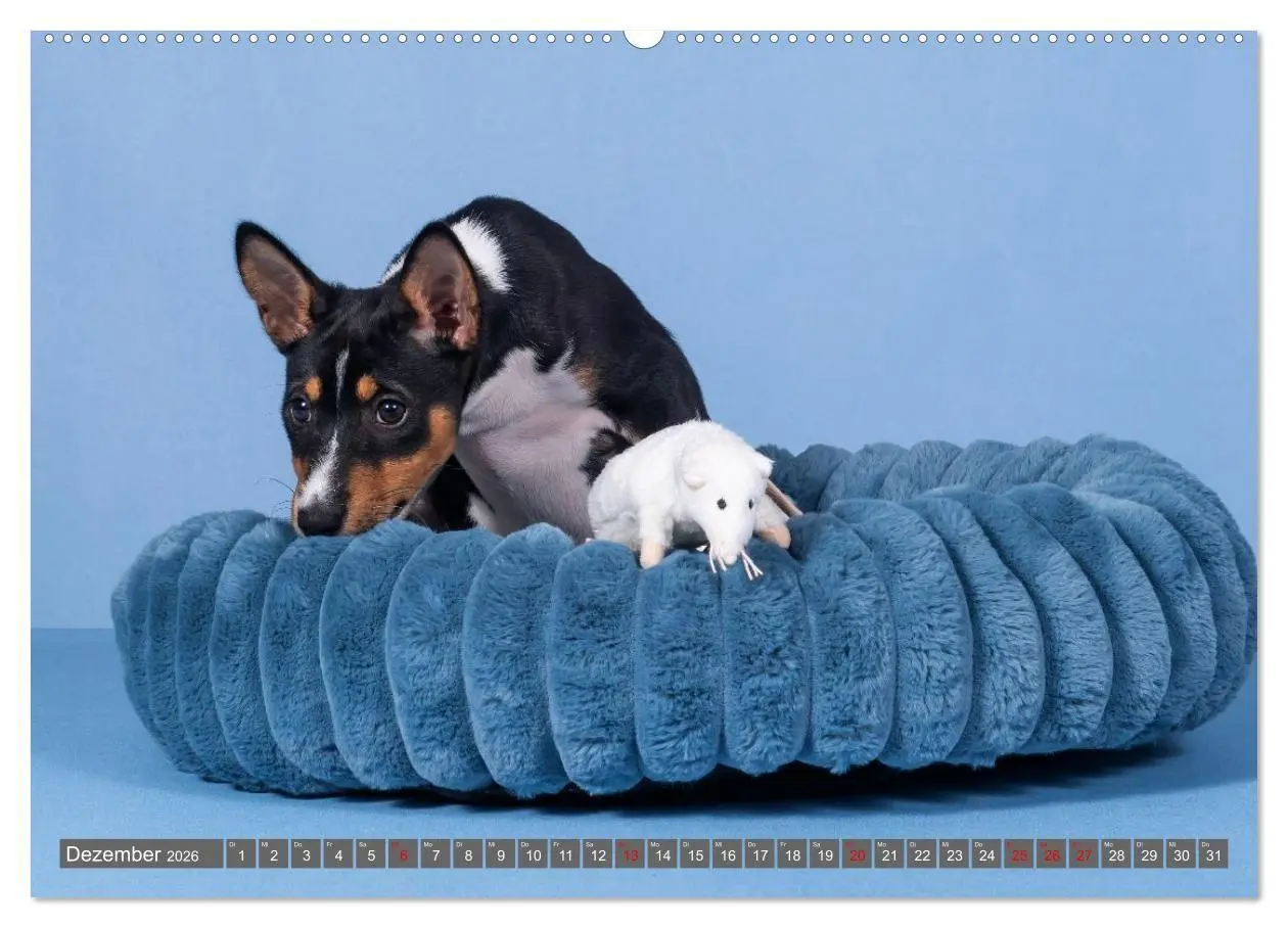 Bild: 9783516711783 | Eine Reise in die Welt der Basenjis (Wandkalender 2026 DIN A2...
