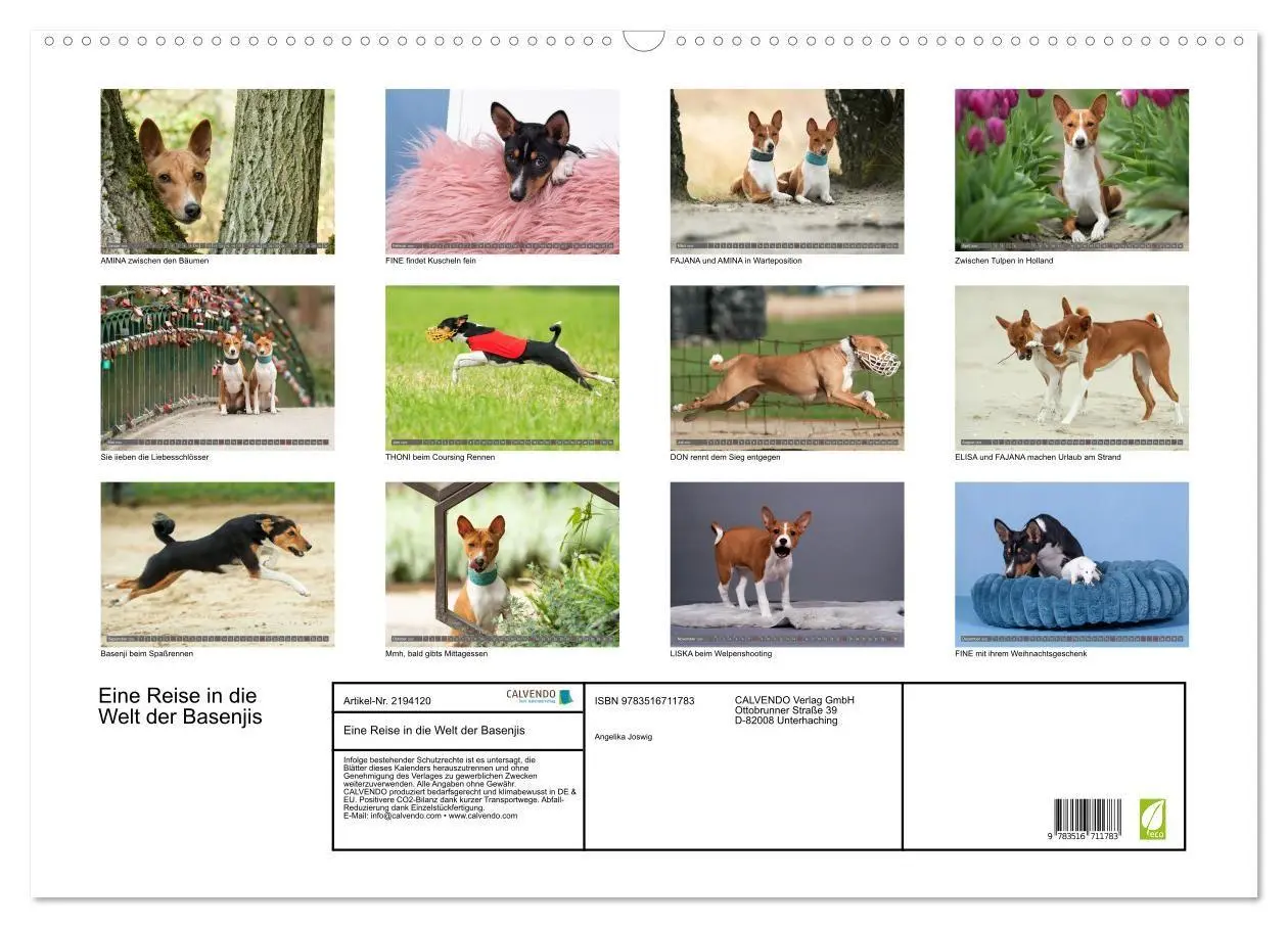 Bild: 9783516711783 | Eine Reise in die Welt der Basenjis (Wandkalender 2026 DIN A2...