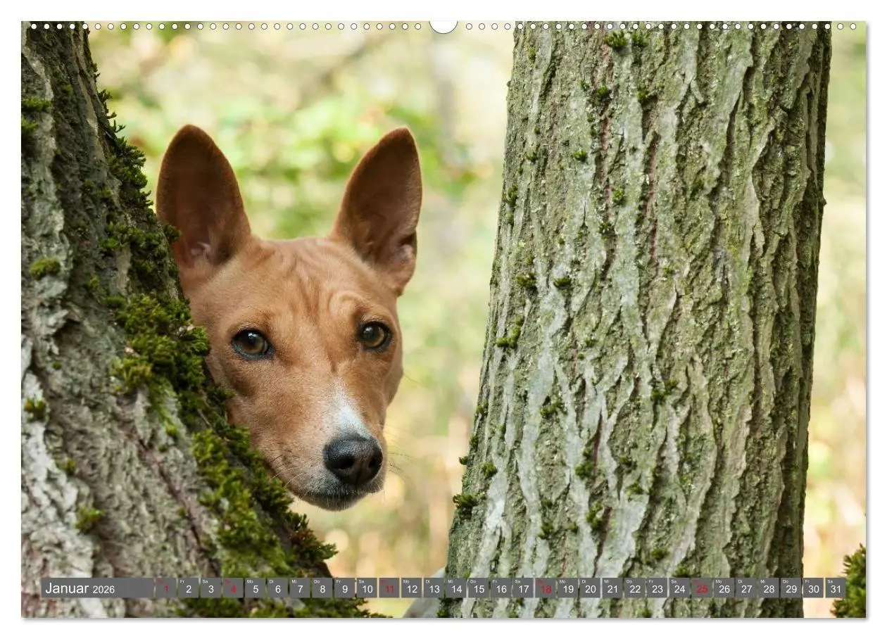 Bild: 9783516711783 | Eine Reise in die Welt der Basenjis (Wandkalender 2026 DIN A2...