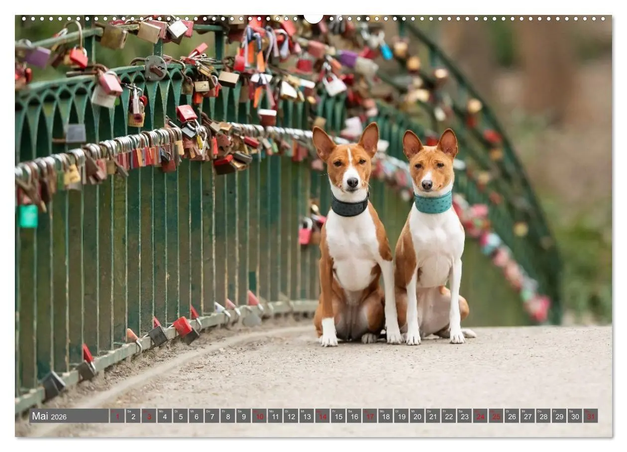 Bild: 9783516711783 | Eine Reise in die Welt der Basenjis (Wandkalender 2026 DIN A2...