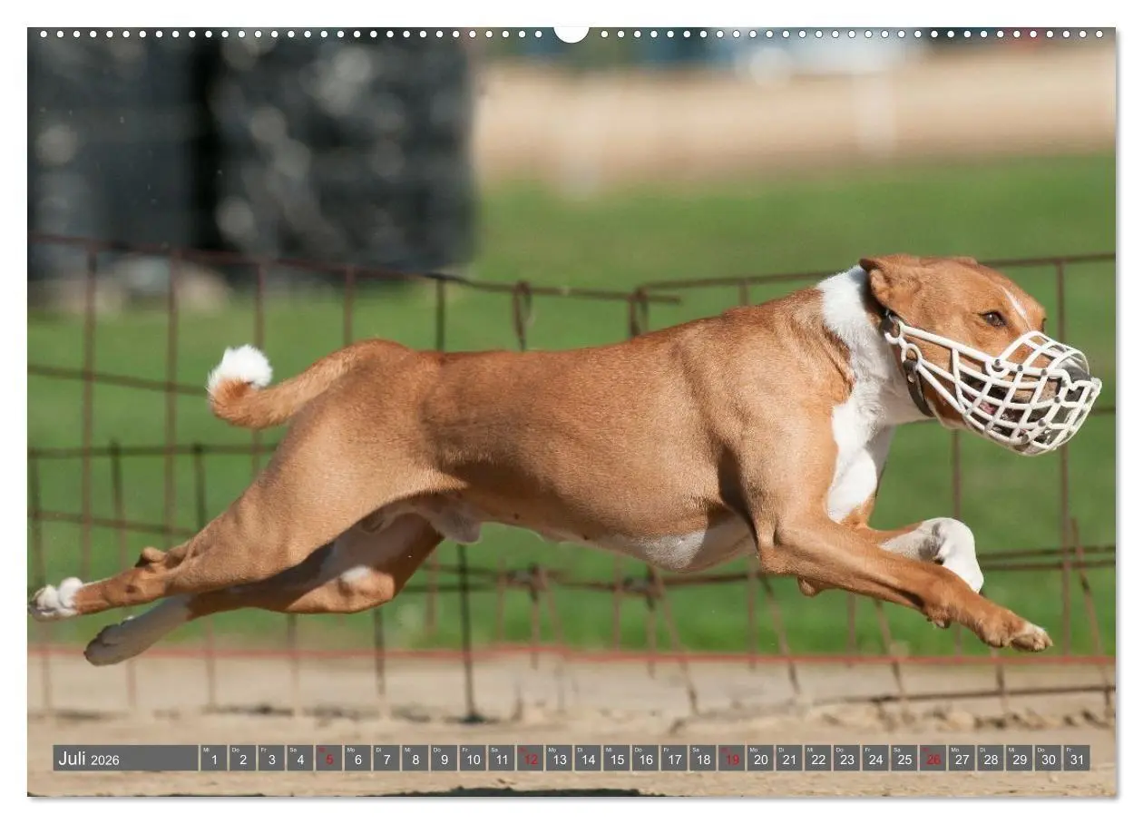 Bild: 9783516711783 | Eine Reise in die Welt der Basenjis (Wandkalender 2026 DIN A2...