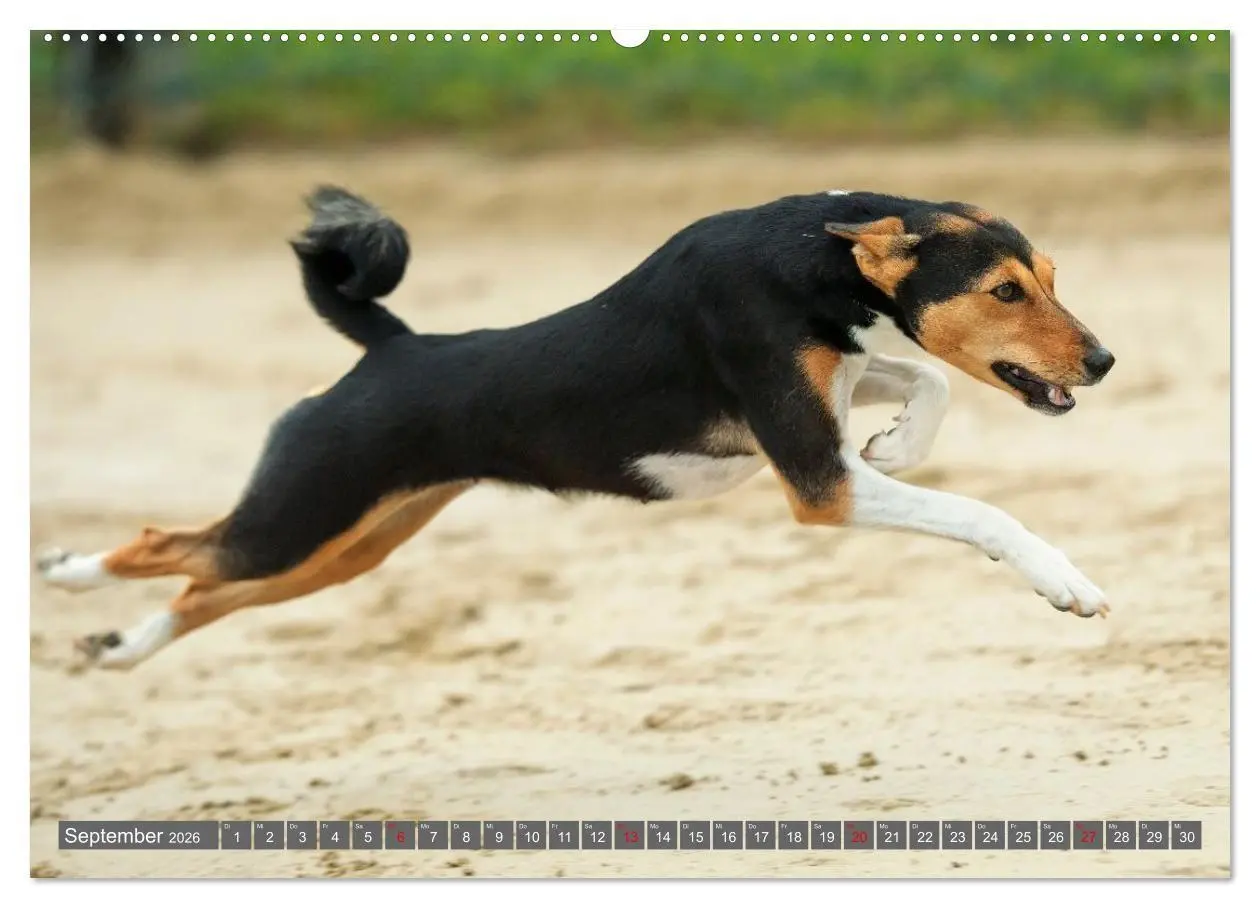 Bild: 9783516711783 | Eine Reise in die Welt der Basenjis (Wandkalender 2026 DIN A2...
