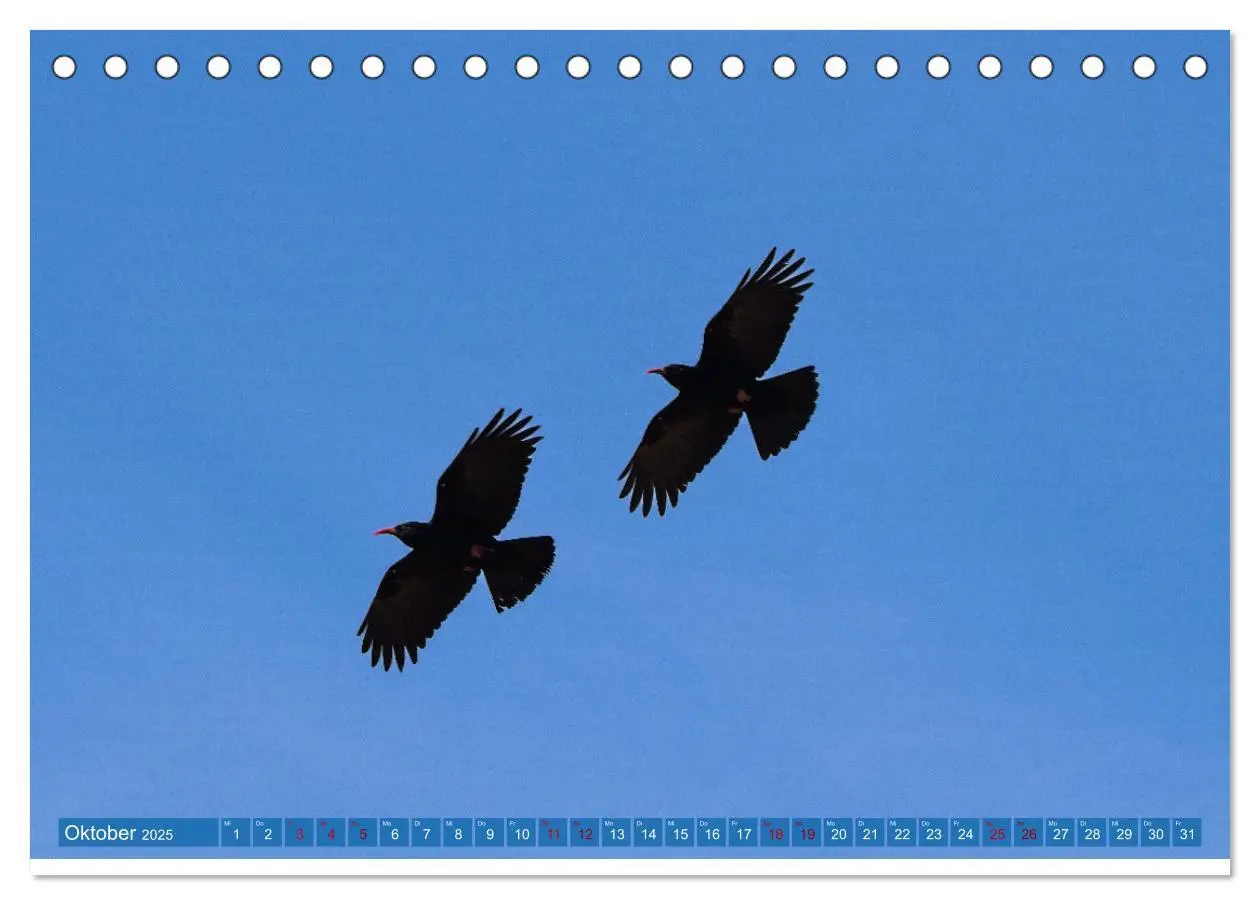 Bild: 9783457161883 | Vögel der Algarve (Tischkalender 2025 DIN A5 quer), CALVENDO...