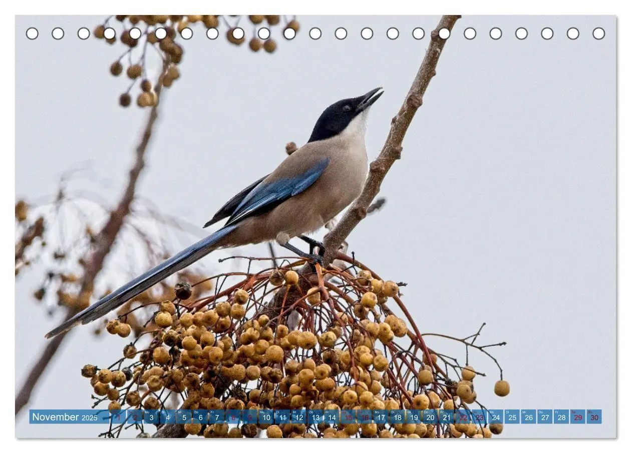 Bild: 9783457161883 | Vögel der Algarve (Tischkalender 2025 DIN A5 quer), CALVENDO...