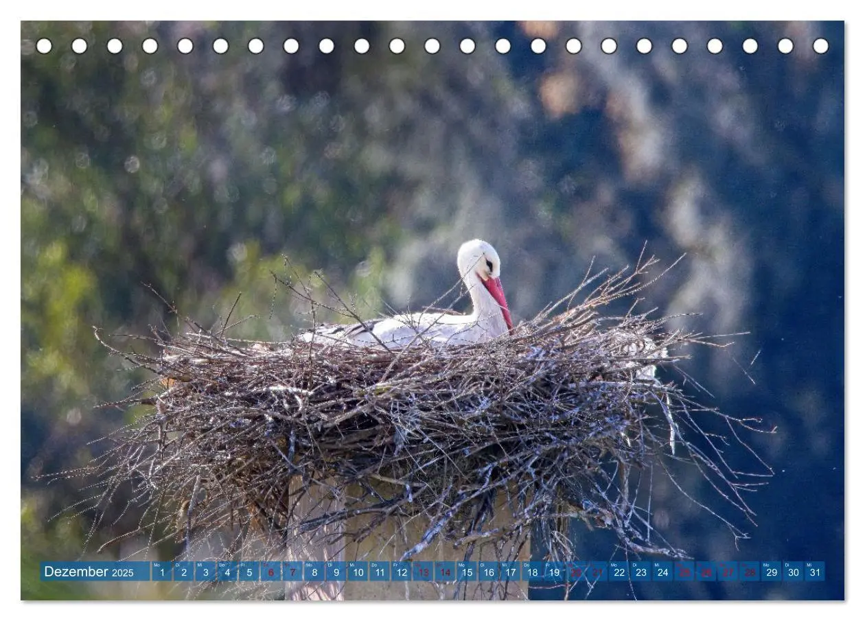 Bild: 9783457161883 | Vögel der Algarve (Tischkalender 2025 DIN A5 quer), CALVENDO...