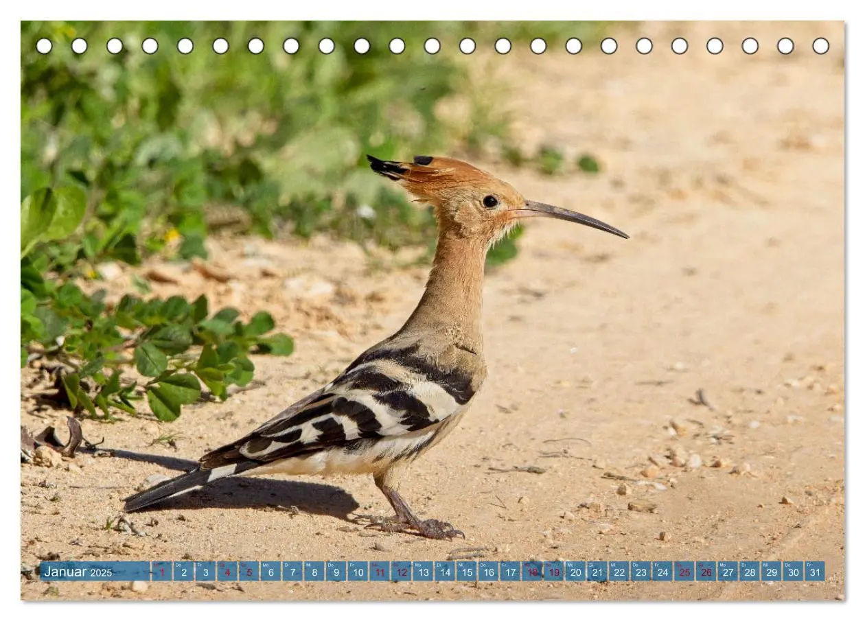 Bild: 9783457161883 | Vögel der Algarve (Tischkalender 2025 DIN A5 quer), CALVENDO...