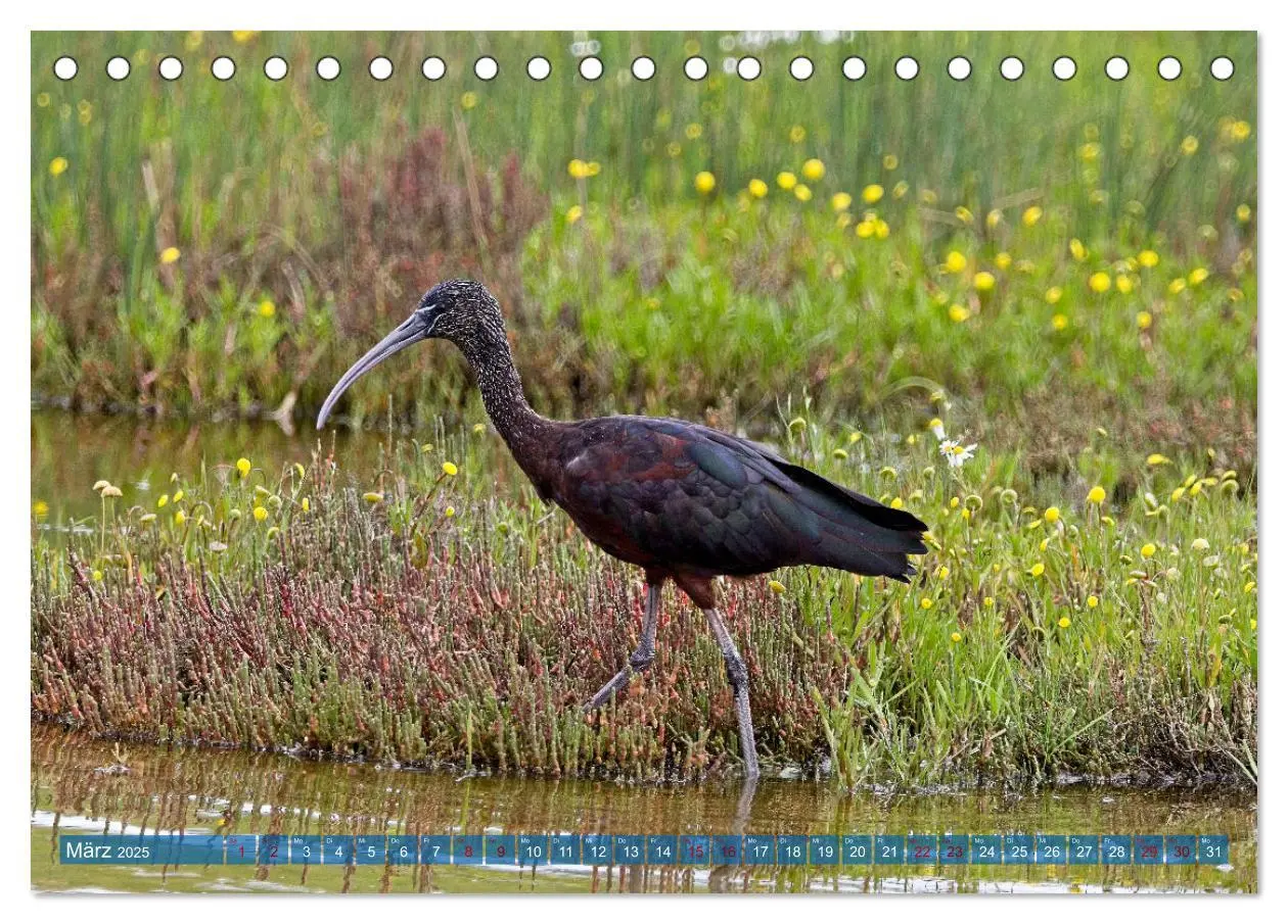 Bild: 9783457161883 | Vögel der Algarve (Tischkalender 2025 DIN A5 quer), CALVENDO...
