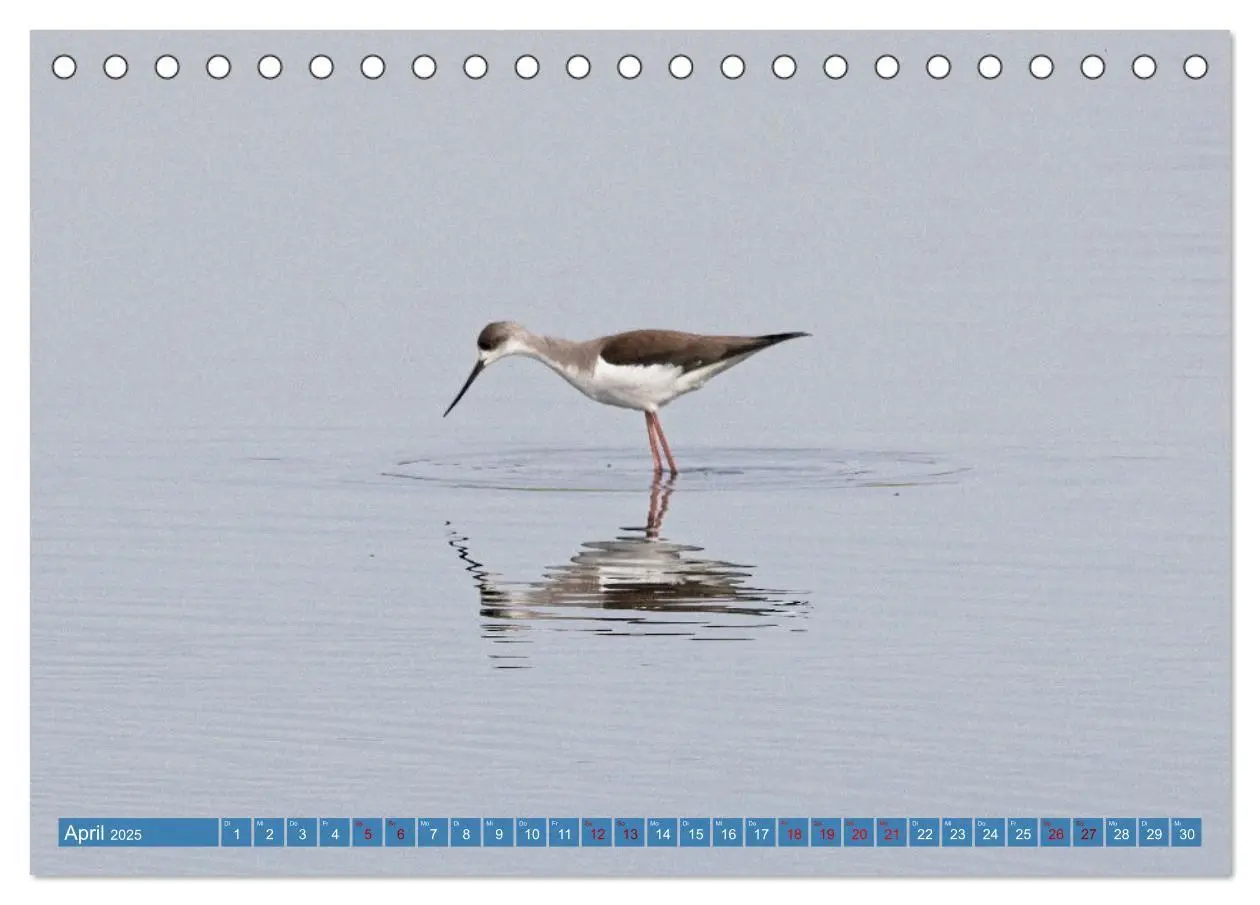 Bild: 9783457161883 | Vögel der Algarve (Tischkalender 2025 DIN A5 quer), CALVENDO...