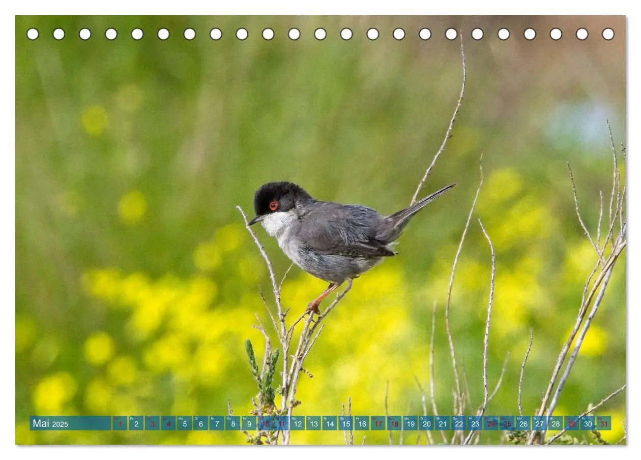 Bild: 9783457161883 | Vögel der Algarve (Tischkalender 2025 DIN A5 quer), CALVENDO...