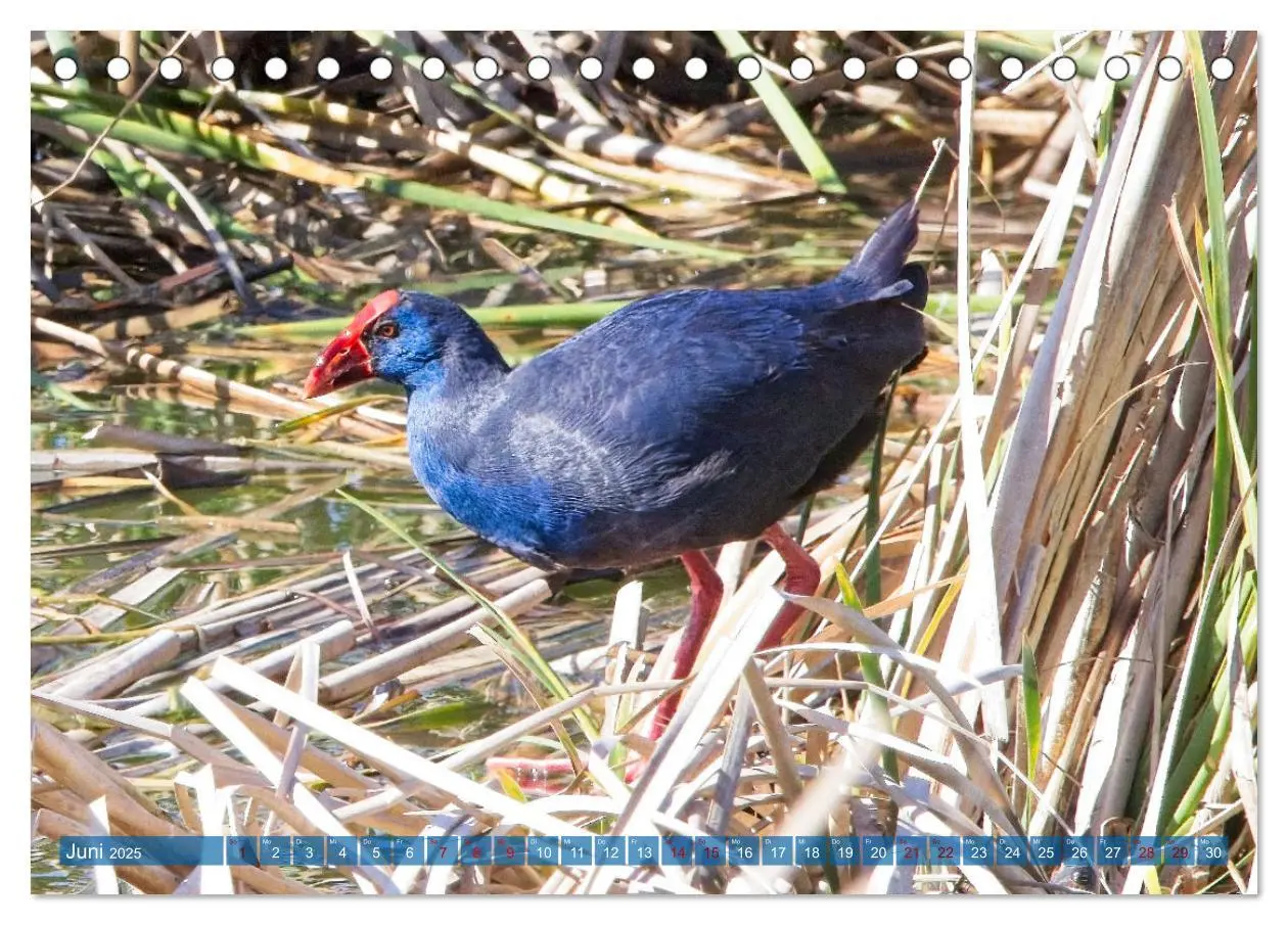Bild: 9783457161883 | Vögel der Algarve (Tischkalender 2025 DIN A5 quer), CALVENDO...