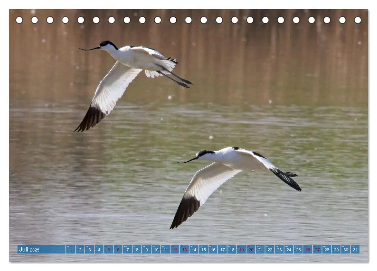 Bild: 9783457161883 | Vögel der Algarve (Tischkalender 2025 DIN A5 quer), CALVENDO...