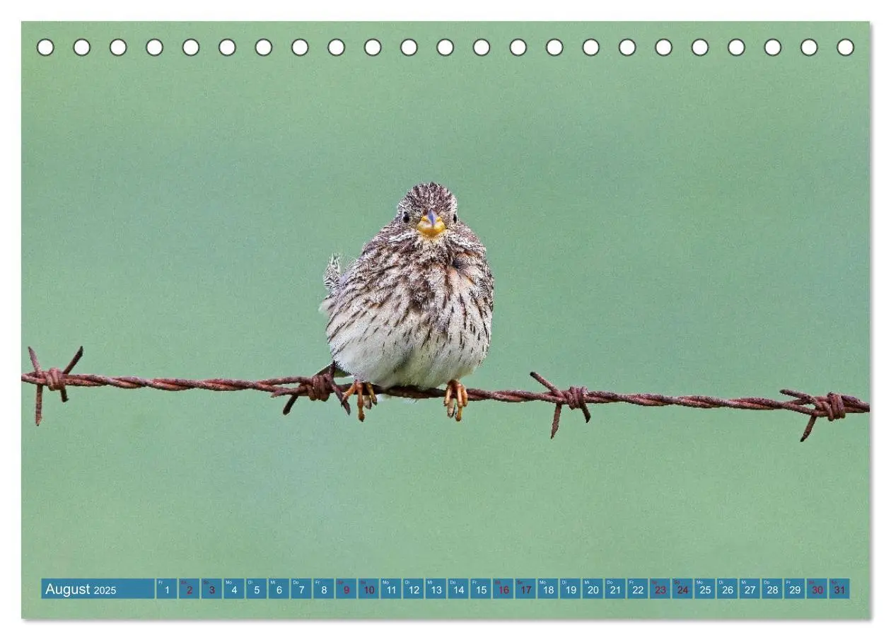 Bild: 9783457161883 | Vögel der Algarve (Tischkalender 2025 DIN A5 quer), CALVENDO...