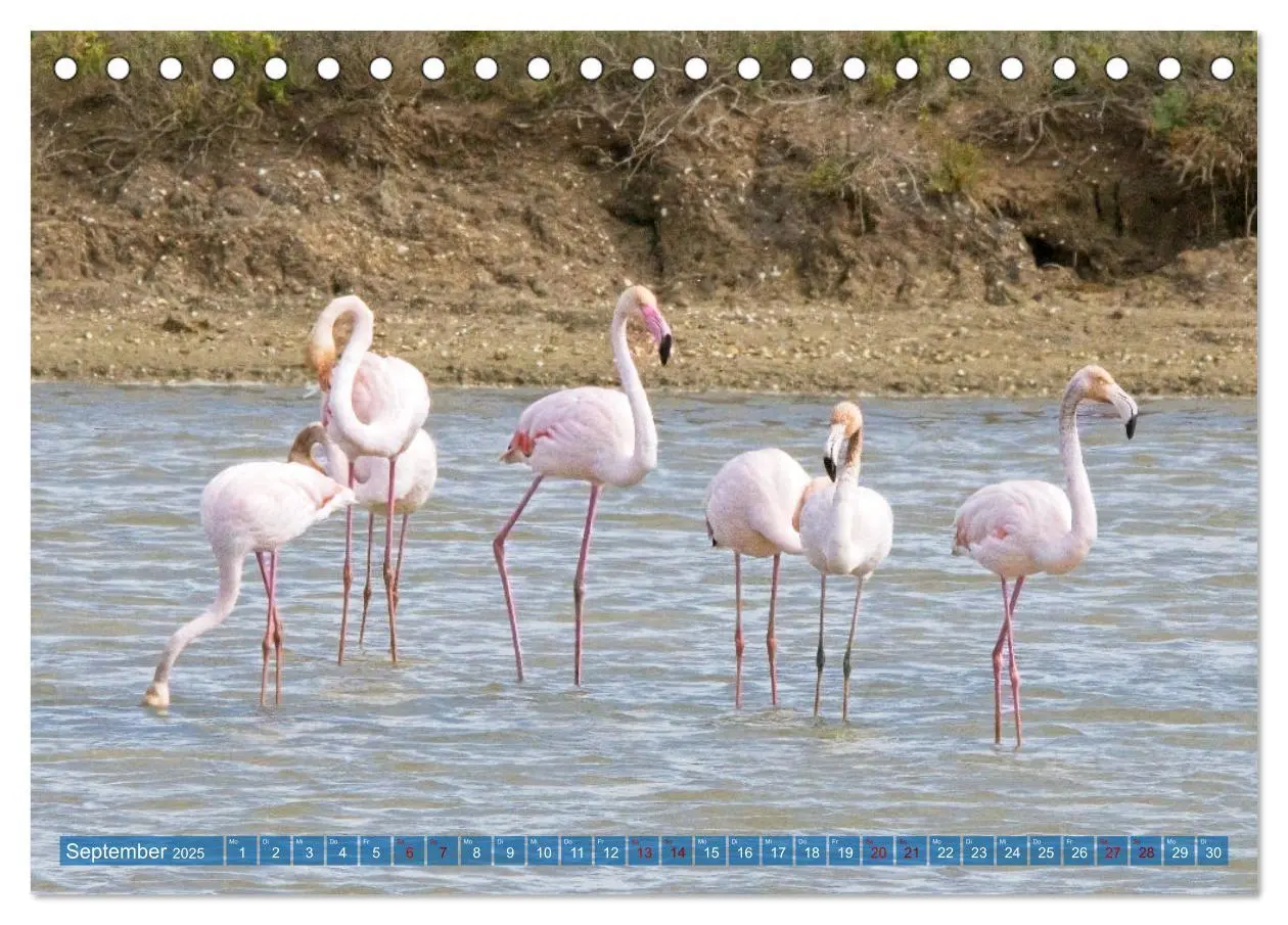 Bild: 9783457161883 | Vögel der Algarve (Tischkalender 2025 DIN A5 quer), CALVENDO...