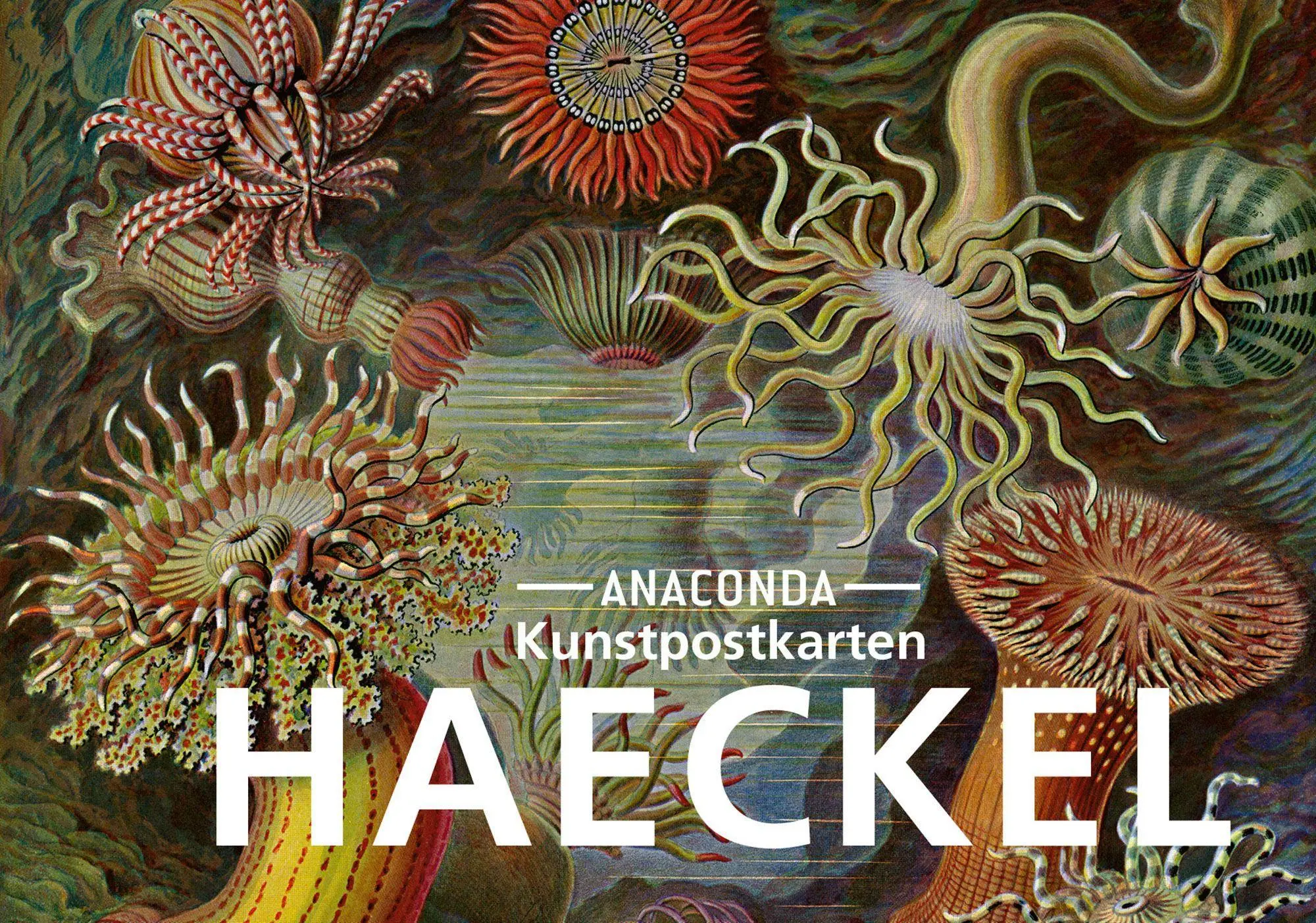 Cover: 9783730611883 | Postkarten-Set Ernst Haeckel | 18 Kunstpostkarten | Ernst Haeckel