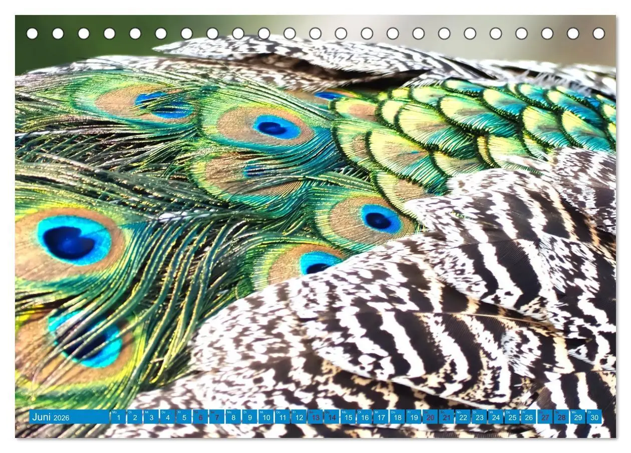 Bild: 9783457531983 | Pfauen Zauber (Tischkalender 2026 DIN A5 quer), CALVENDO...
