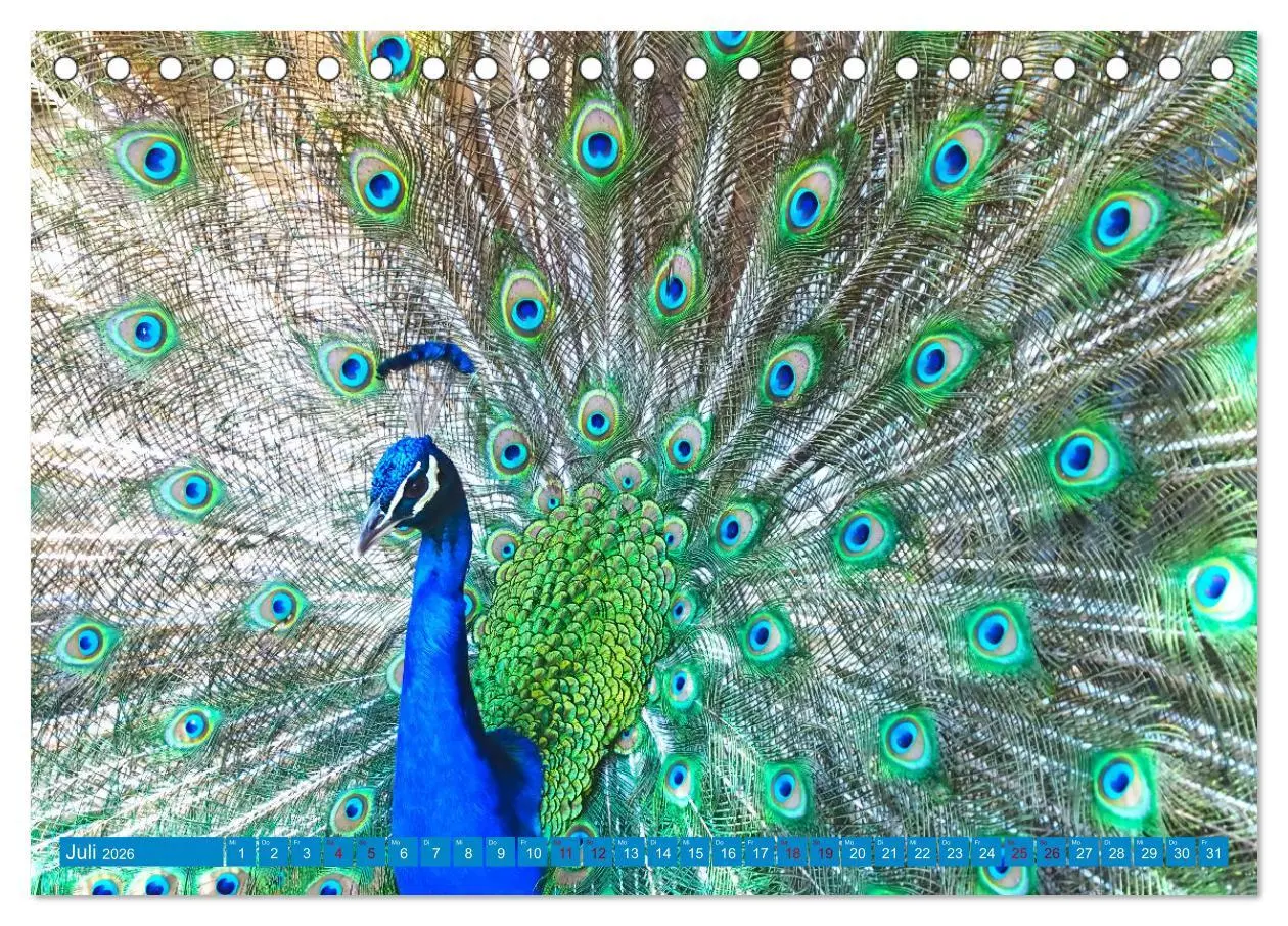 Bild: 9783457531983 | Pfauen Zauber (Tischkalender 2026 DIN A5 quer), CALVENDO...