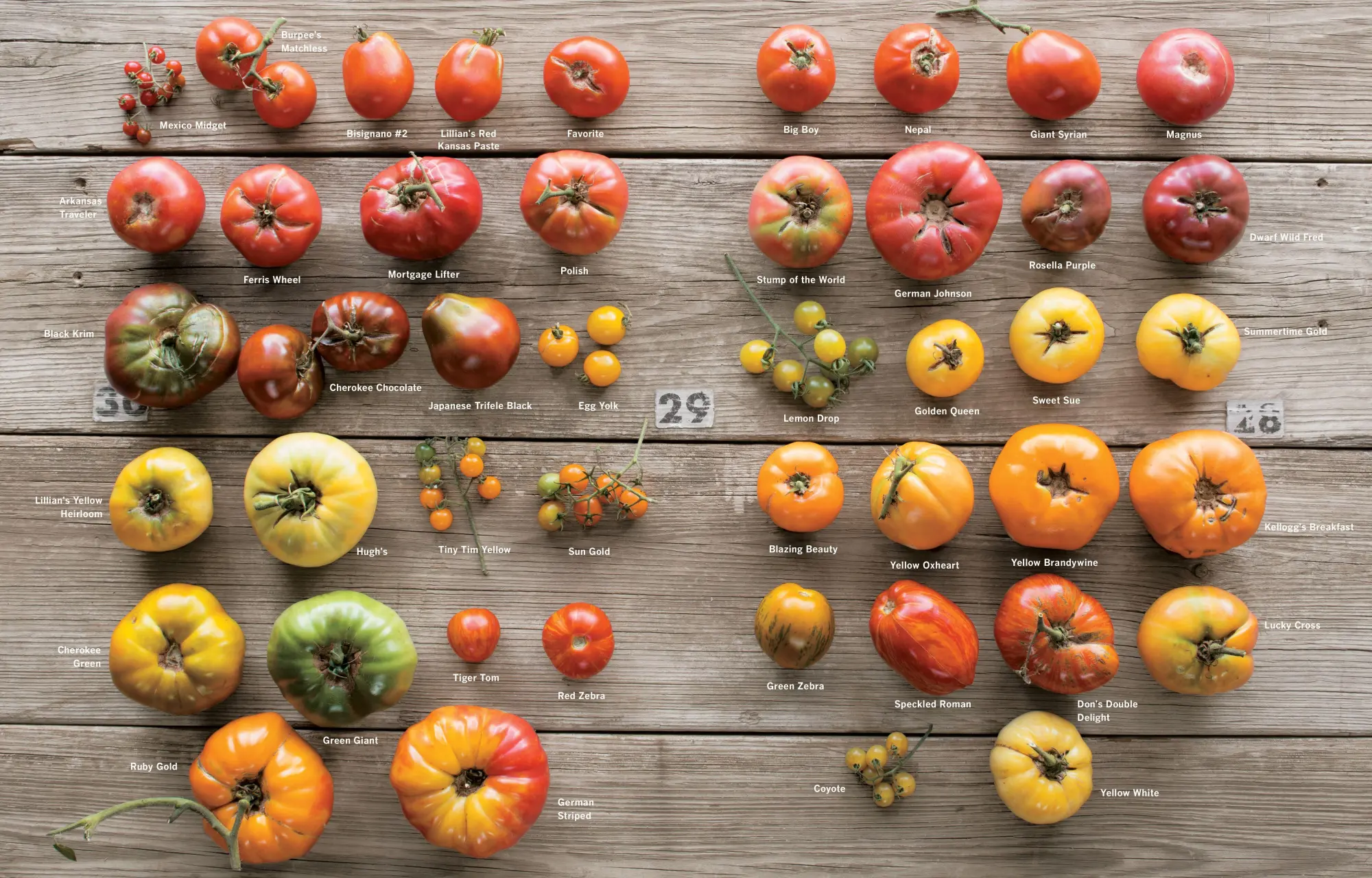 Bild: 9781612122083 | Epic Tomatoes | How to Select and Grow the Best Varieties of All Time Bild: 9781612122083 | Epic Tomatoes | How to Select and Grow the Best Varieties of All Time