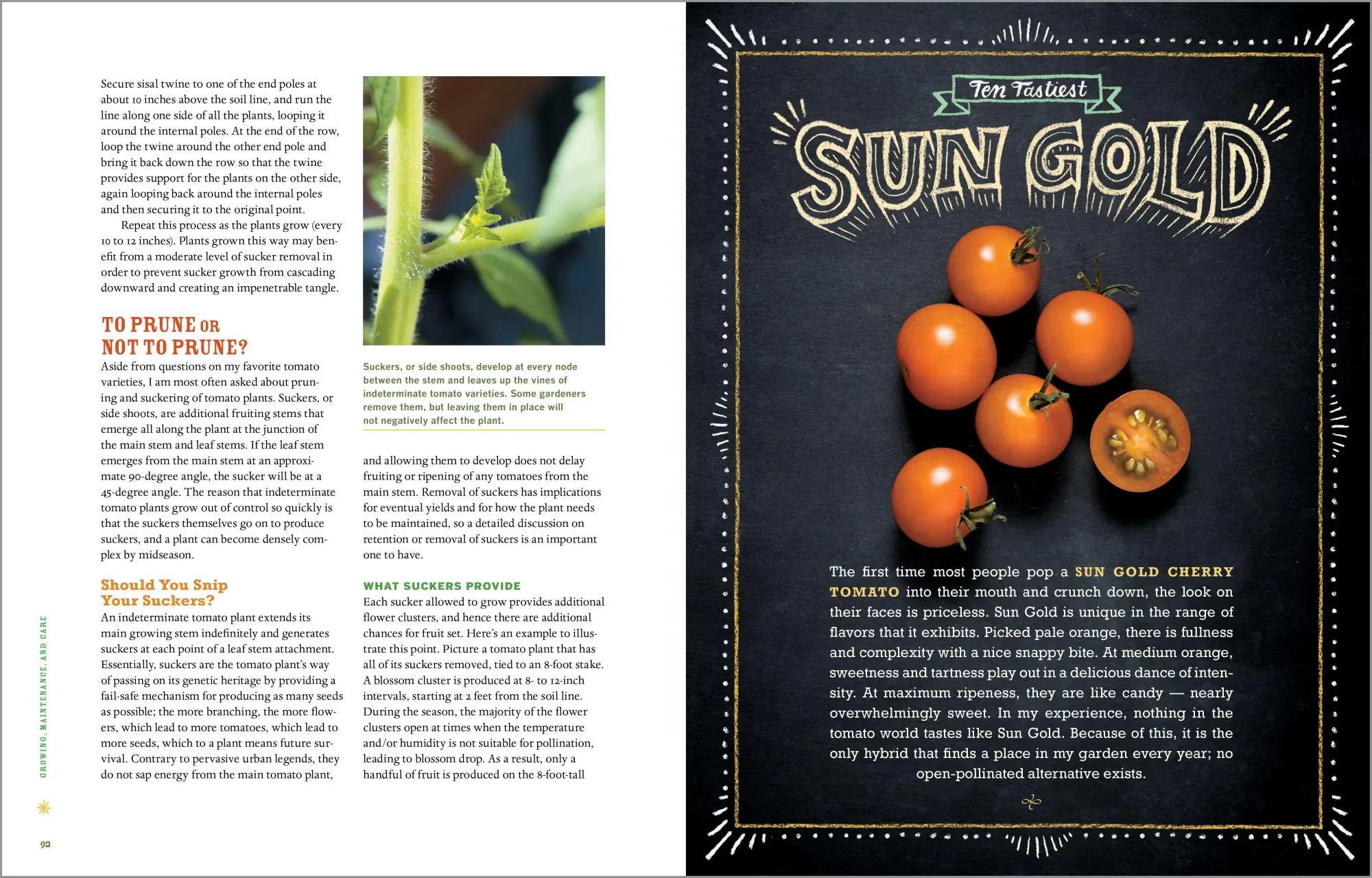 Bild: 9781612122083 | Epic Tomatoes | How to Select and Grow the Best Varieties of All Time Bild: 9781612122083 | Epic Tomatoes | How to Select and Grow the Best Varieties of All Time