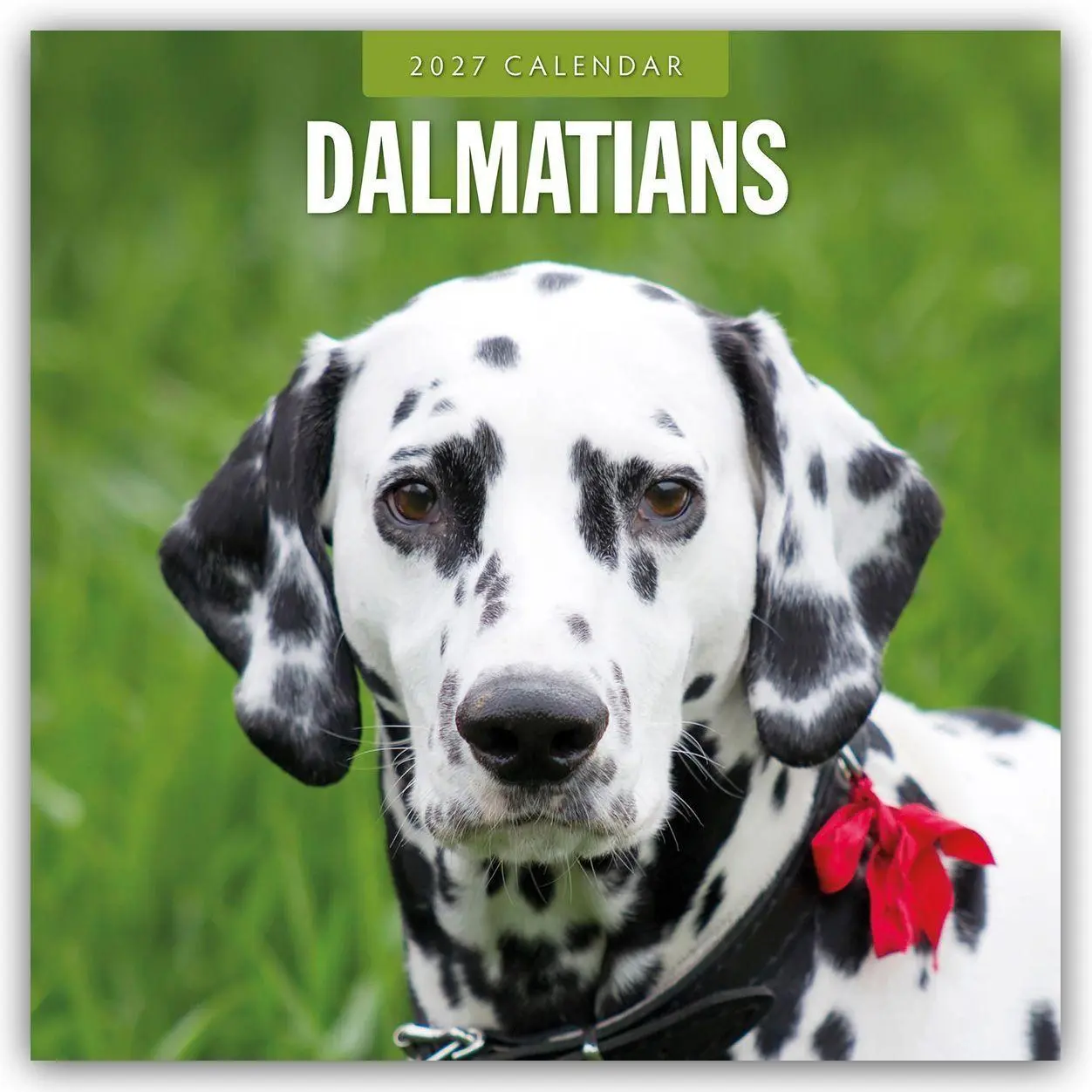 Cover: 9781837012183 | Dalmatians - Dalmatiner 2027 - 16-Monatskalender | Robin Red | 28 S.