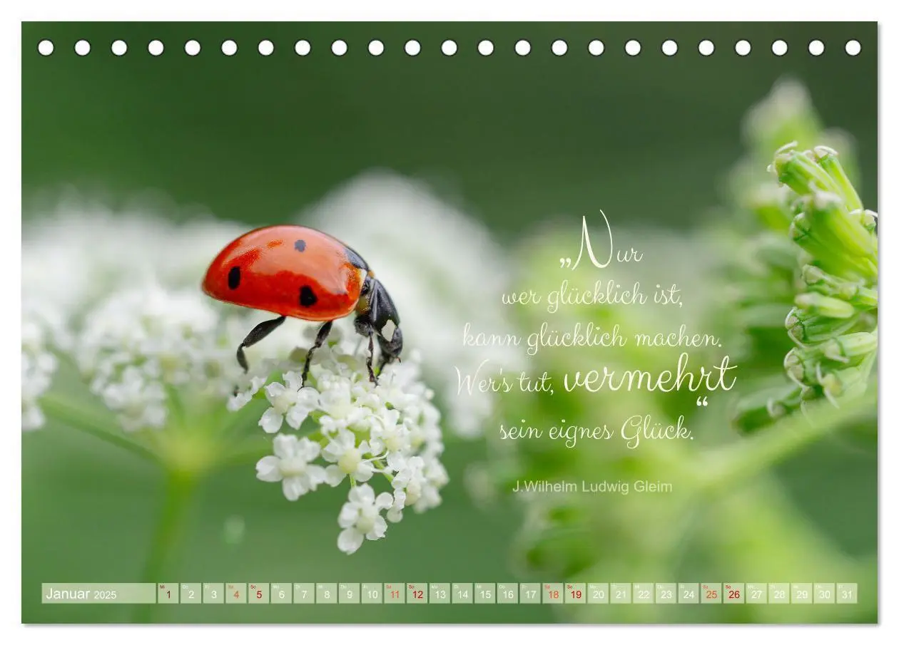 Bild: 9783435012183 | Marienkäfer &amp; Zitate - Sieben Punkte zum Glück (Tischkalender 2025...