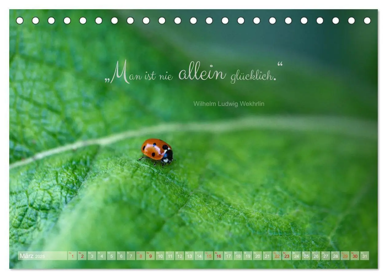 Bild: 9783435012183 | Marienkäfer &amp; Zitate - Sieben Punkte zum Glück (Tischkalender 2025...