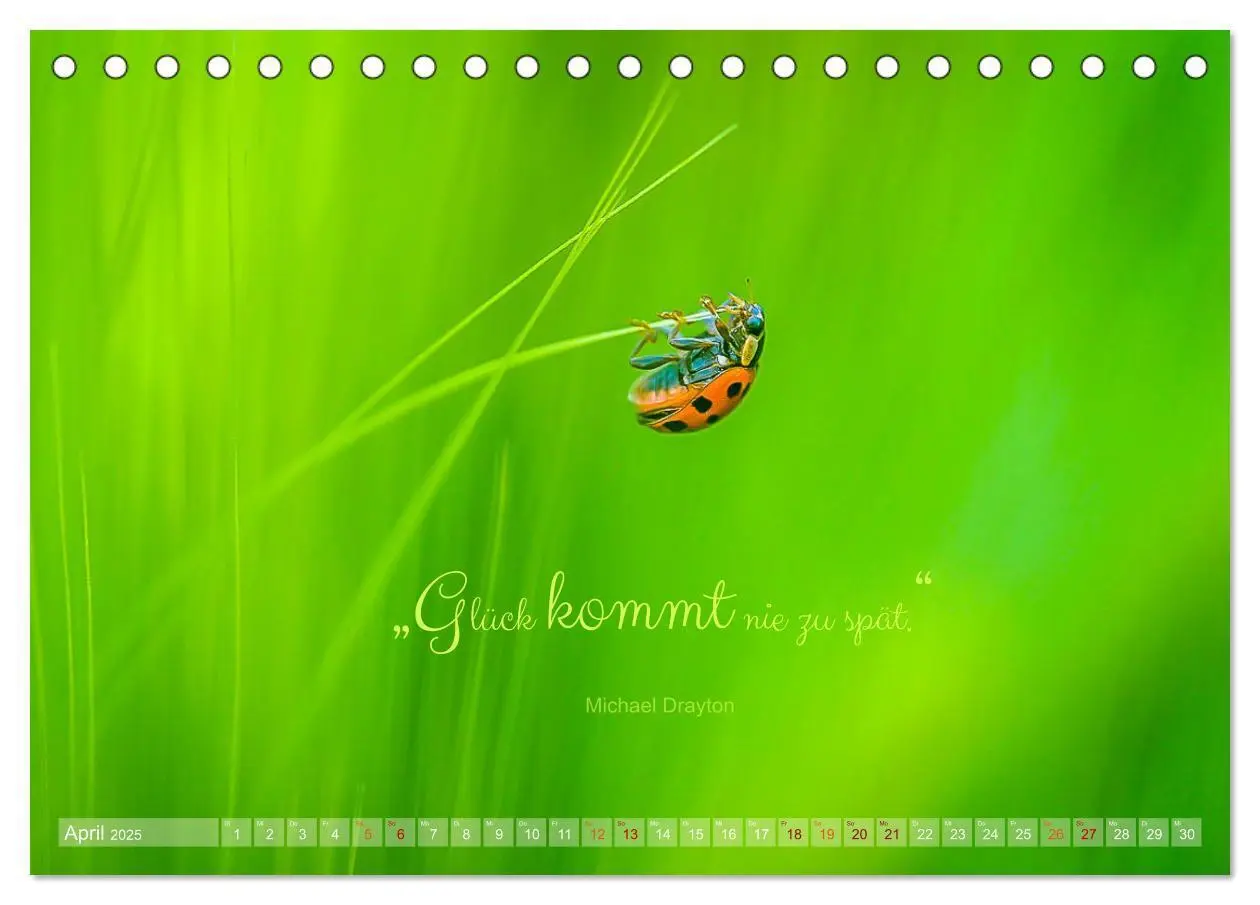 Bild: 9783435012183 | Marienkäfer &amp; Zitate - Sieben Punkte zum Glück (Tischkalender 2025...