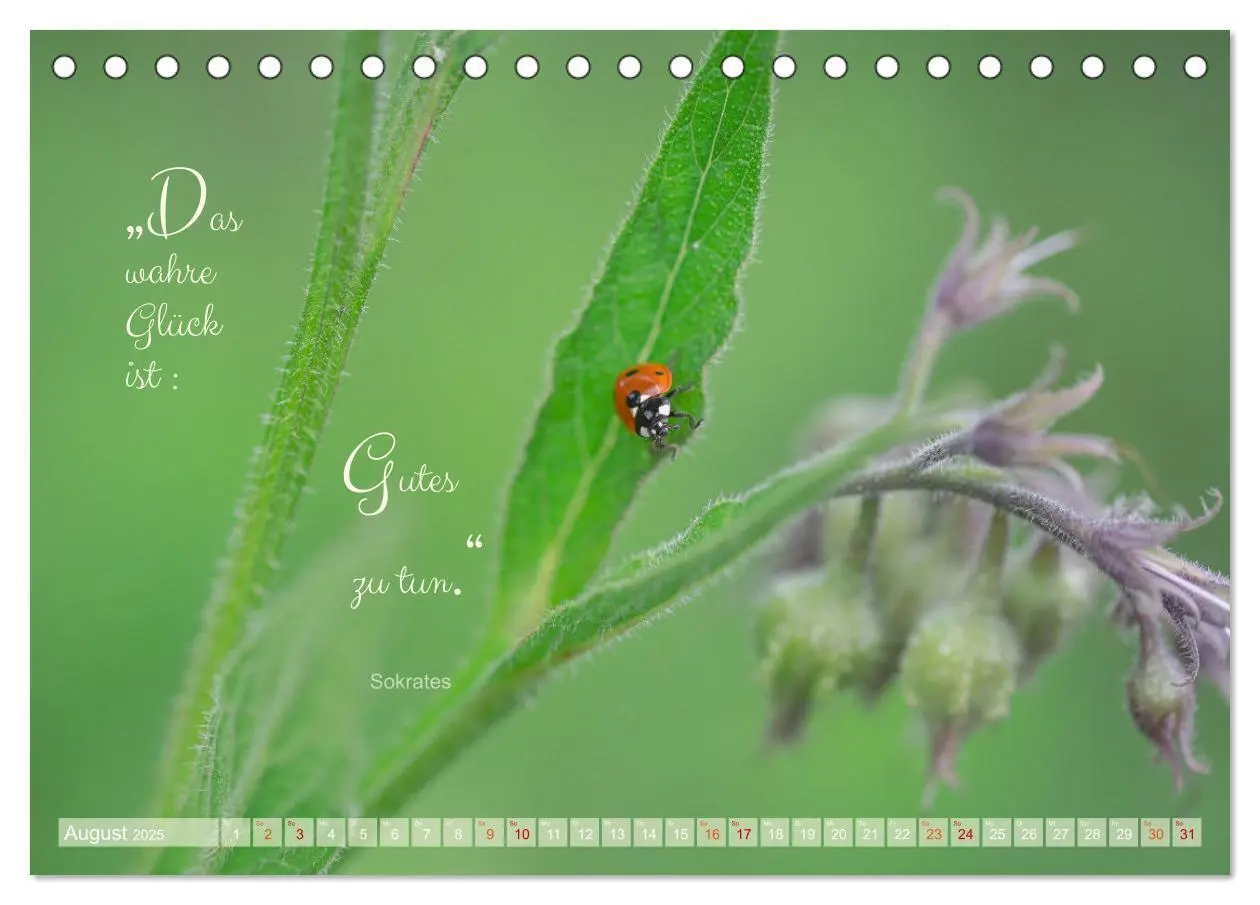 Bild: 9783435012183 | Marienkäfer &amp; Zitate - Sieben Punkte zum Glück (Tischkalender 2025...