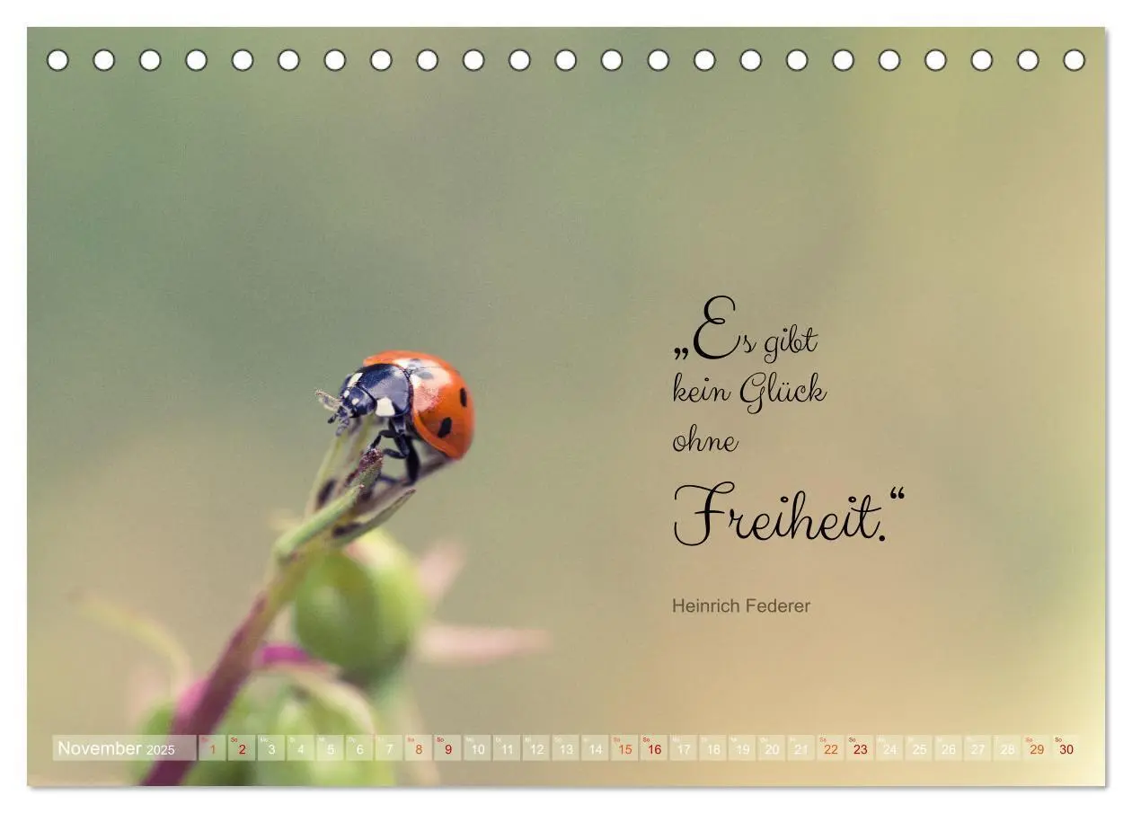 Bild: 9783435012183 | Marienkäfer &amp; Zitate - Sieben Punkte zum Glück (Tischkalender 2025...