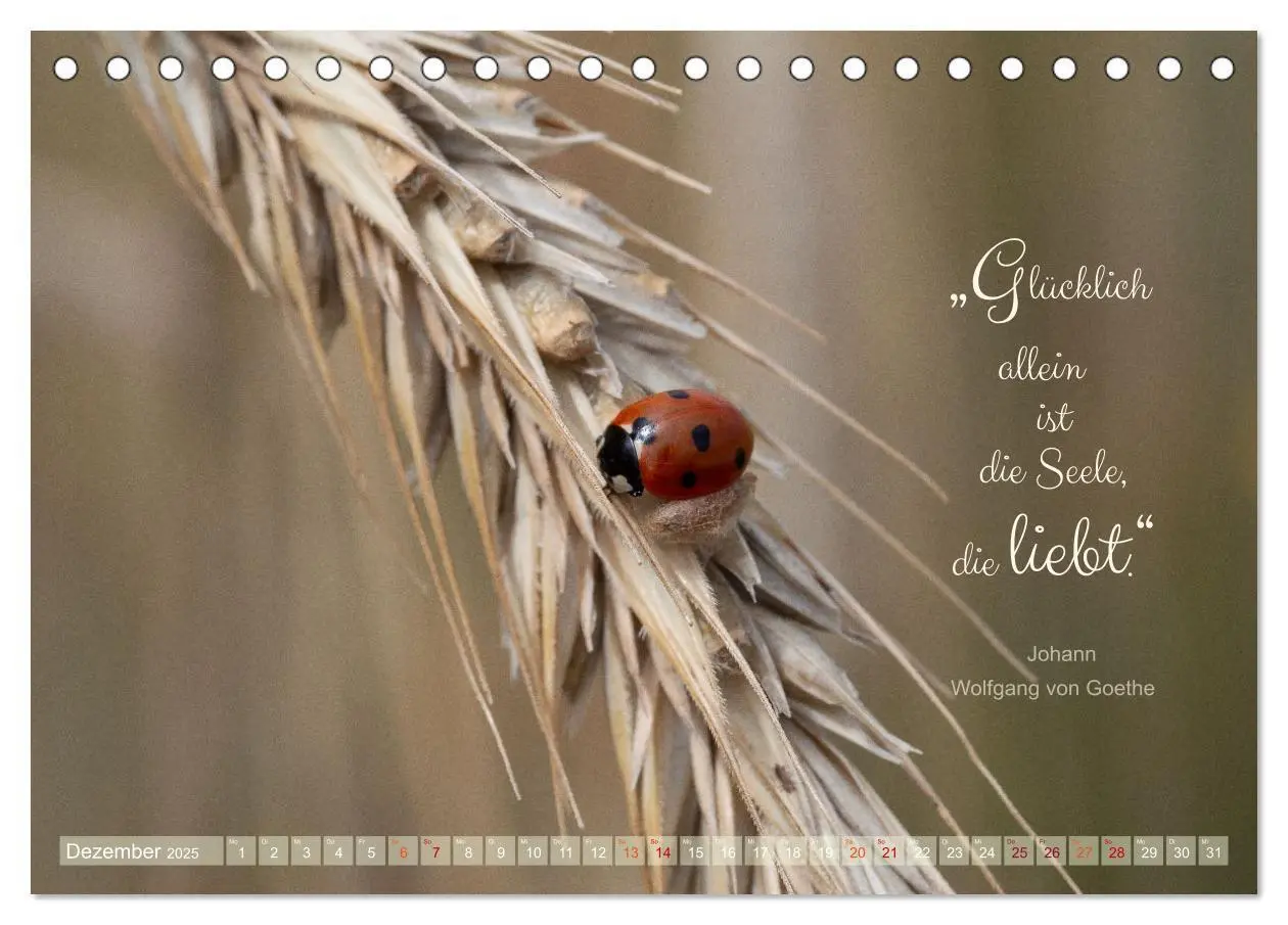 Bild: 9783435012183 | Marienkäfer &amp; Zitate - Sieben Punkte zum Glück (Tischkalender 2025...