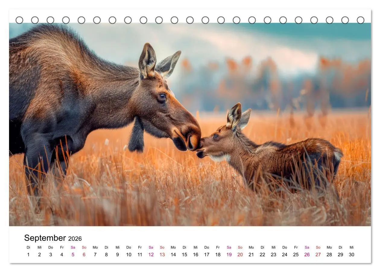Bild: 9783457412183 | Elche - schöne Momente (Tischkalender 2026 DIN A5 quer), CALVENDO...