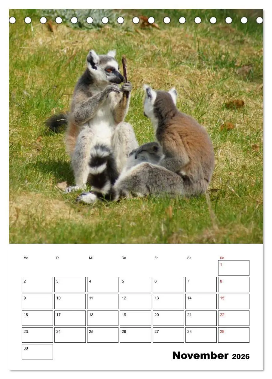 Bild: 9783516432183 | Katta Terminplaner (Tischkalender 2026 DIN A5 hoch), CALVENDO...