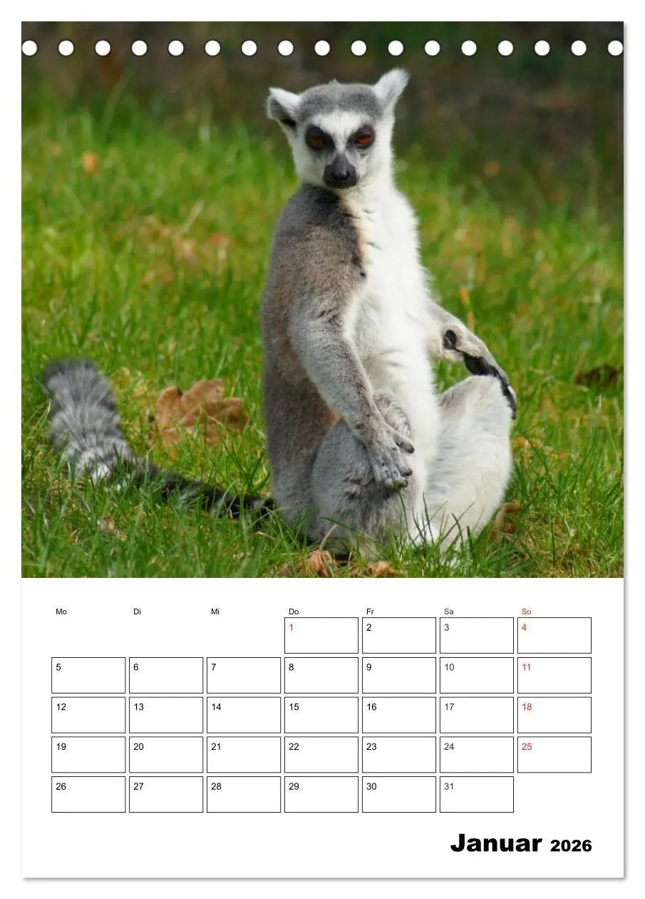 Bild: 9783516432183 | Katta Terminplaner (Tischkalender 2026 DIN A5 hoch), CALVENDO...