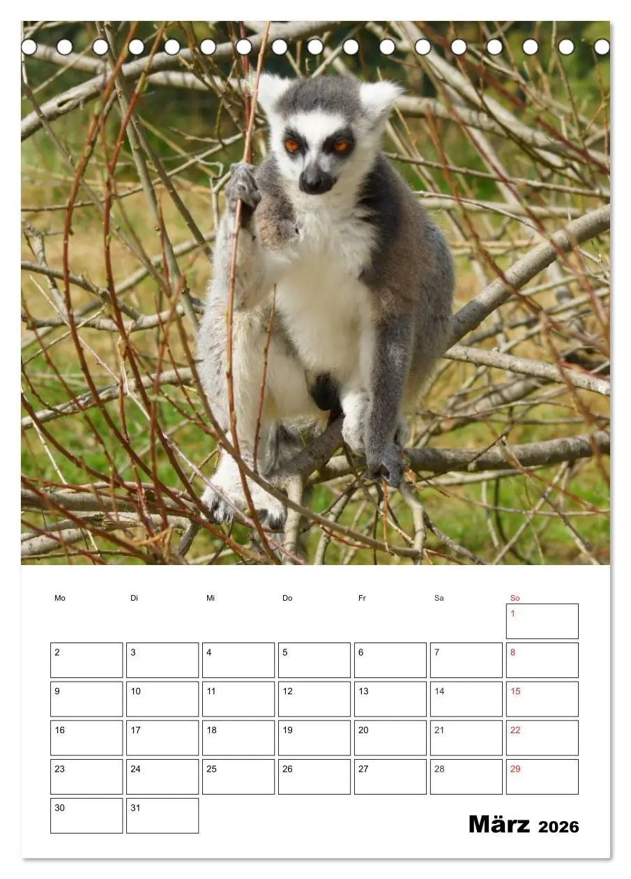 Bild: 9783516432183 | Katta Terminplaner (Tischkalender 2026 DIN A5 hoch), CALVENDO...